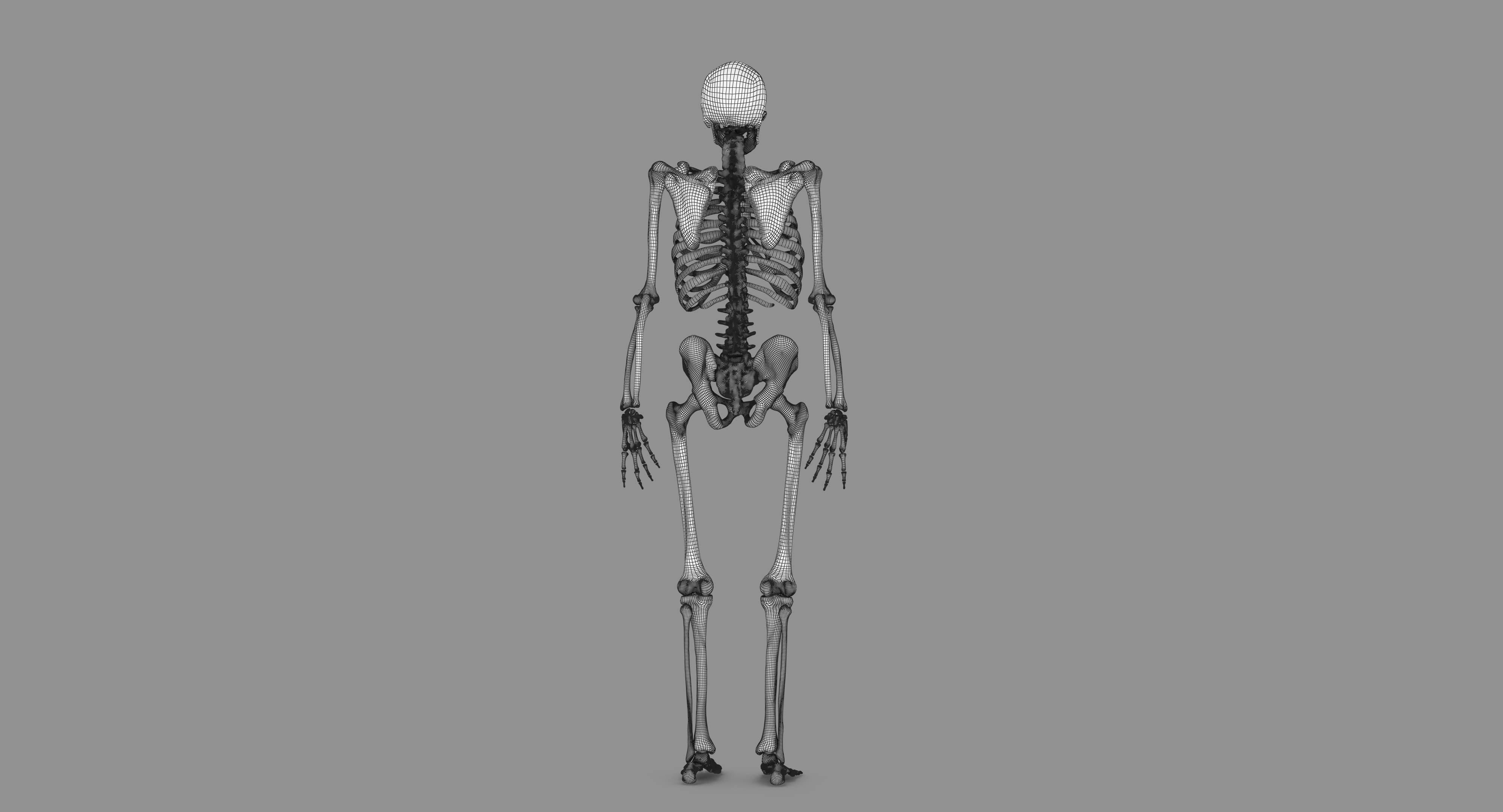 Human Skeleton Scanned Low-poly 3D model_108