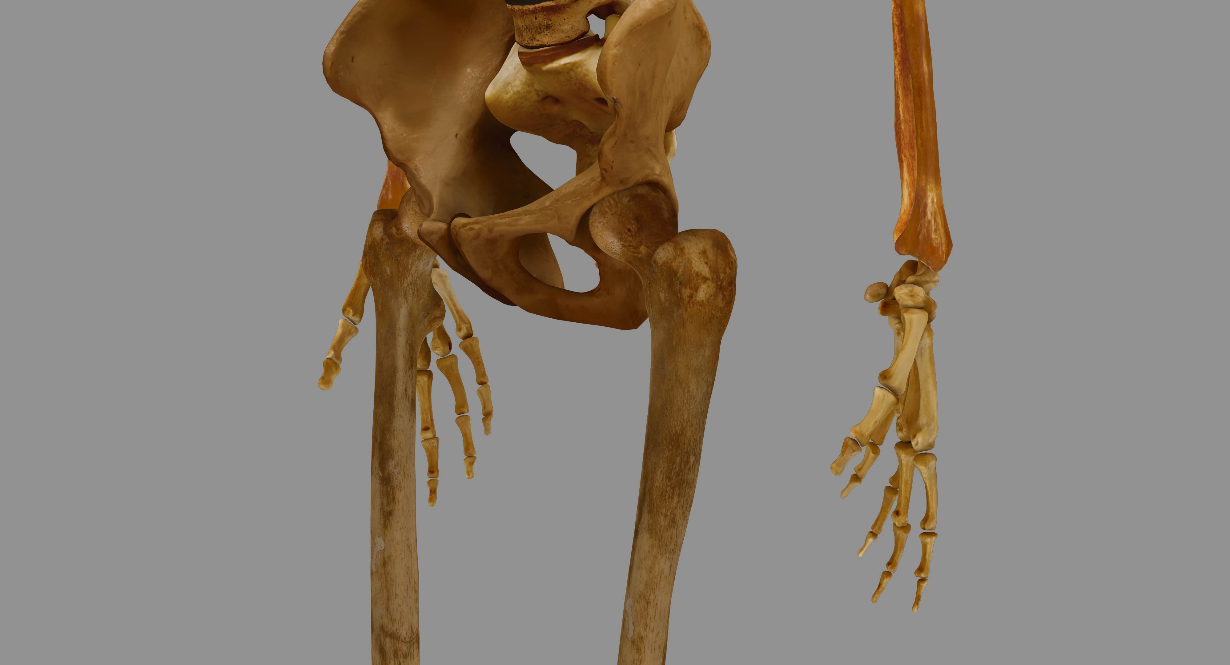 Human Skeleton Scanned Low-poly 3D model_79