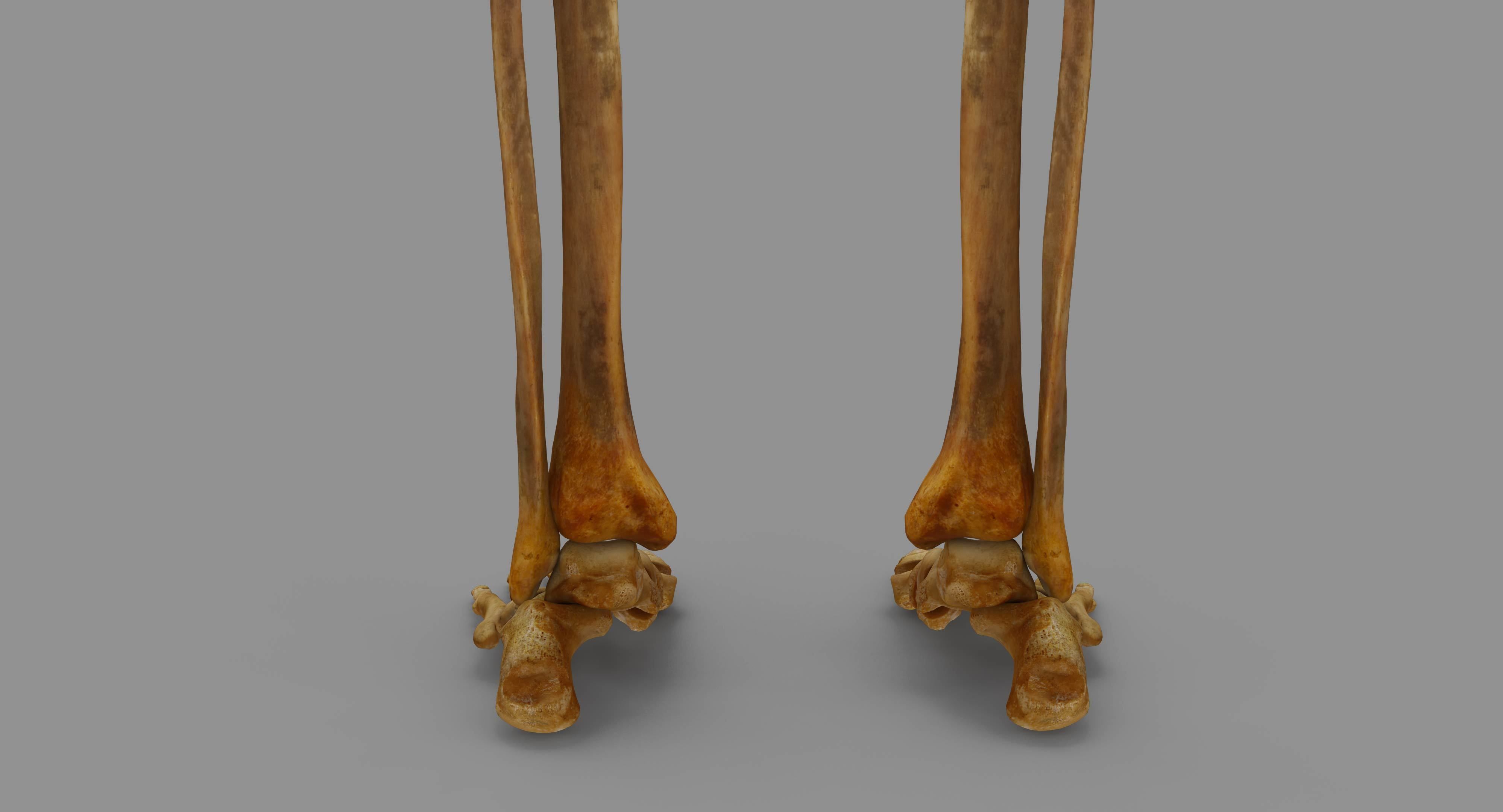 Human Skeleton Scanned Low-poly 3D model_53