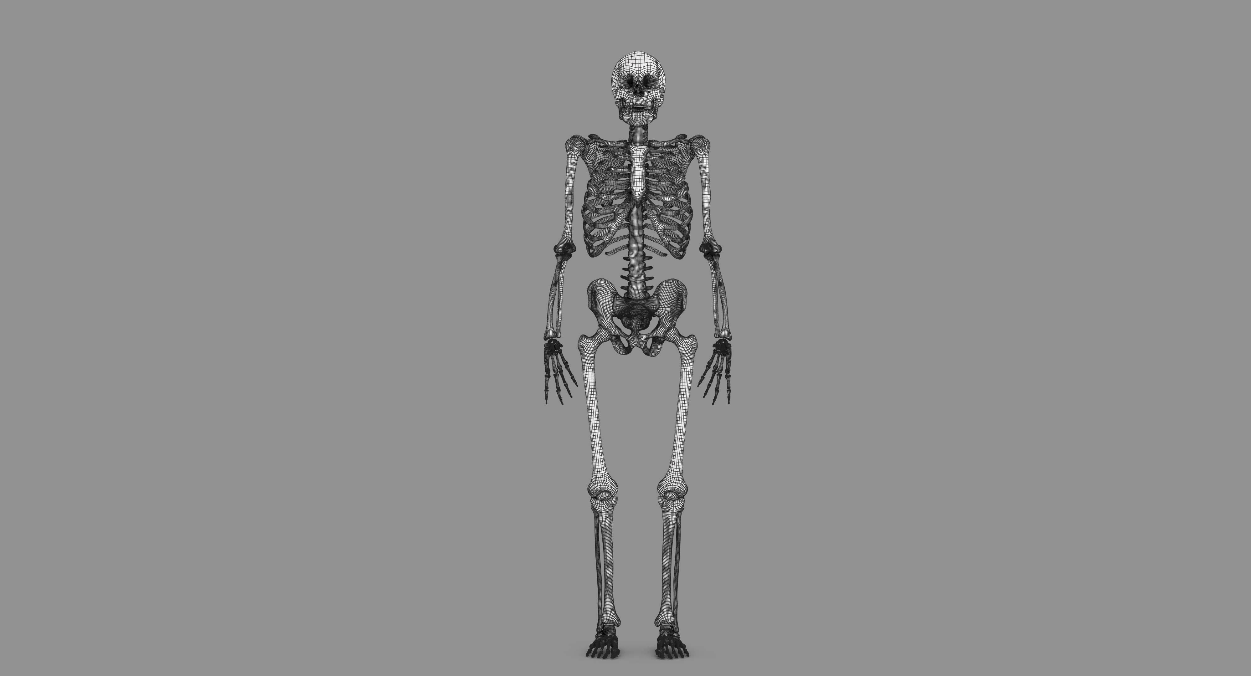 Human Skeleton Scanned Low-poly 3D model_86