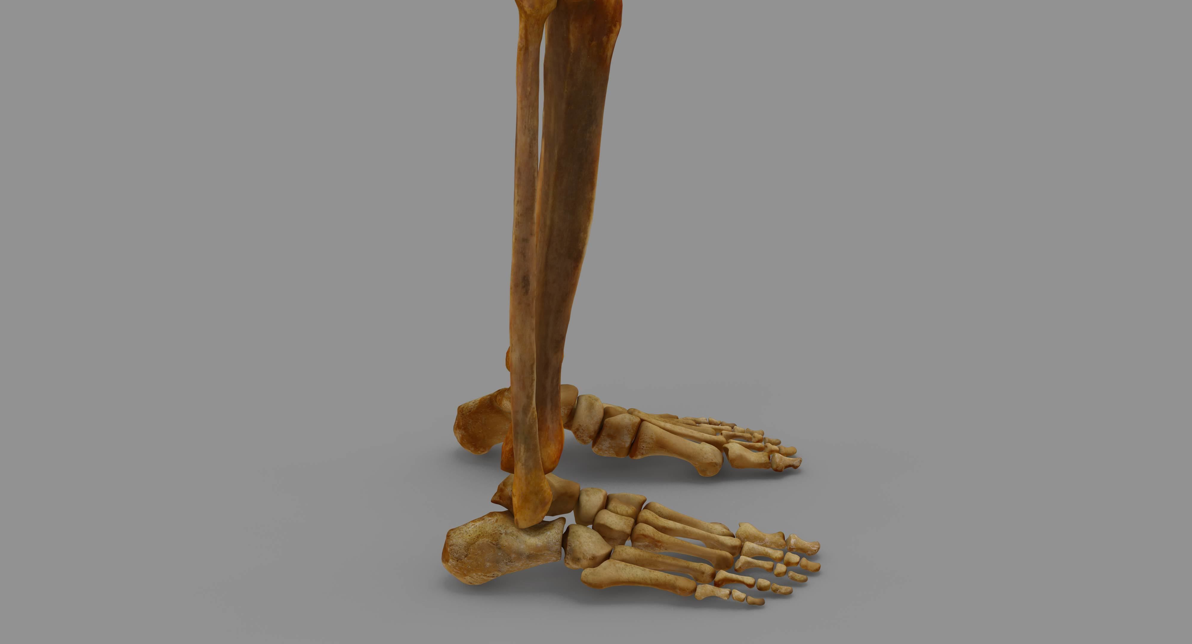Human Skeleton Scanned Low-poly 3D model_33