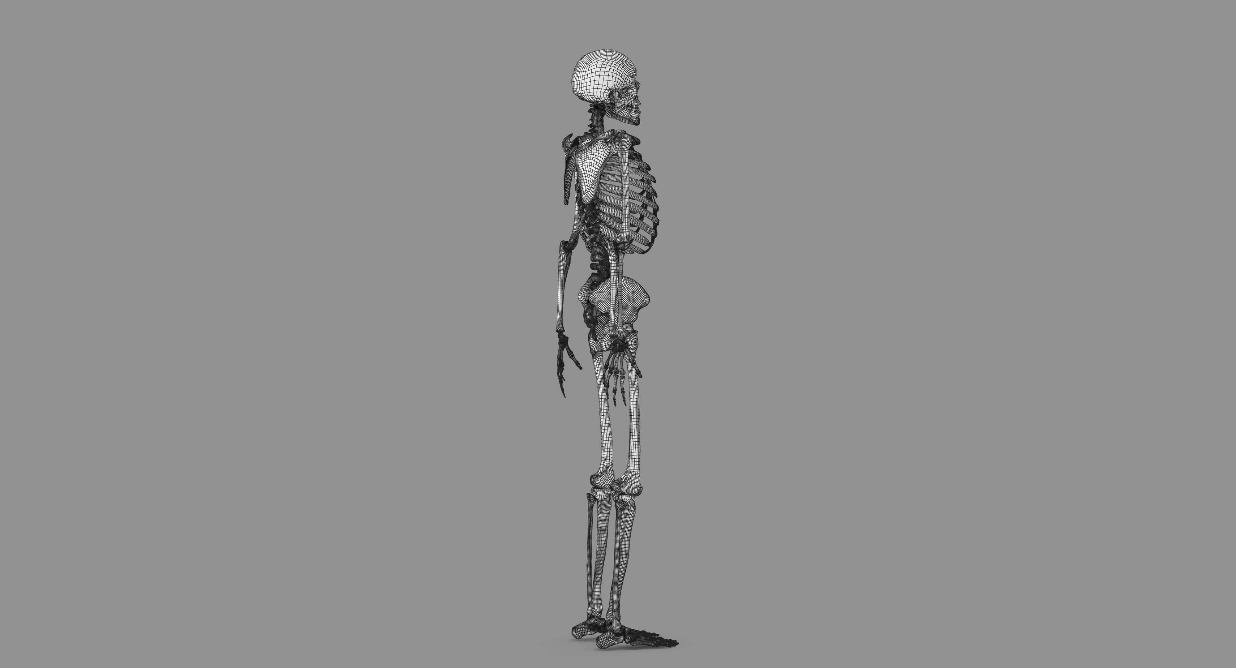 Human Skeleton Scanned Low-poly 3D model_100