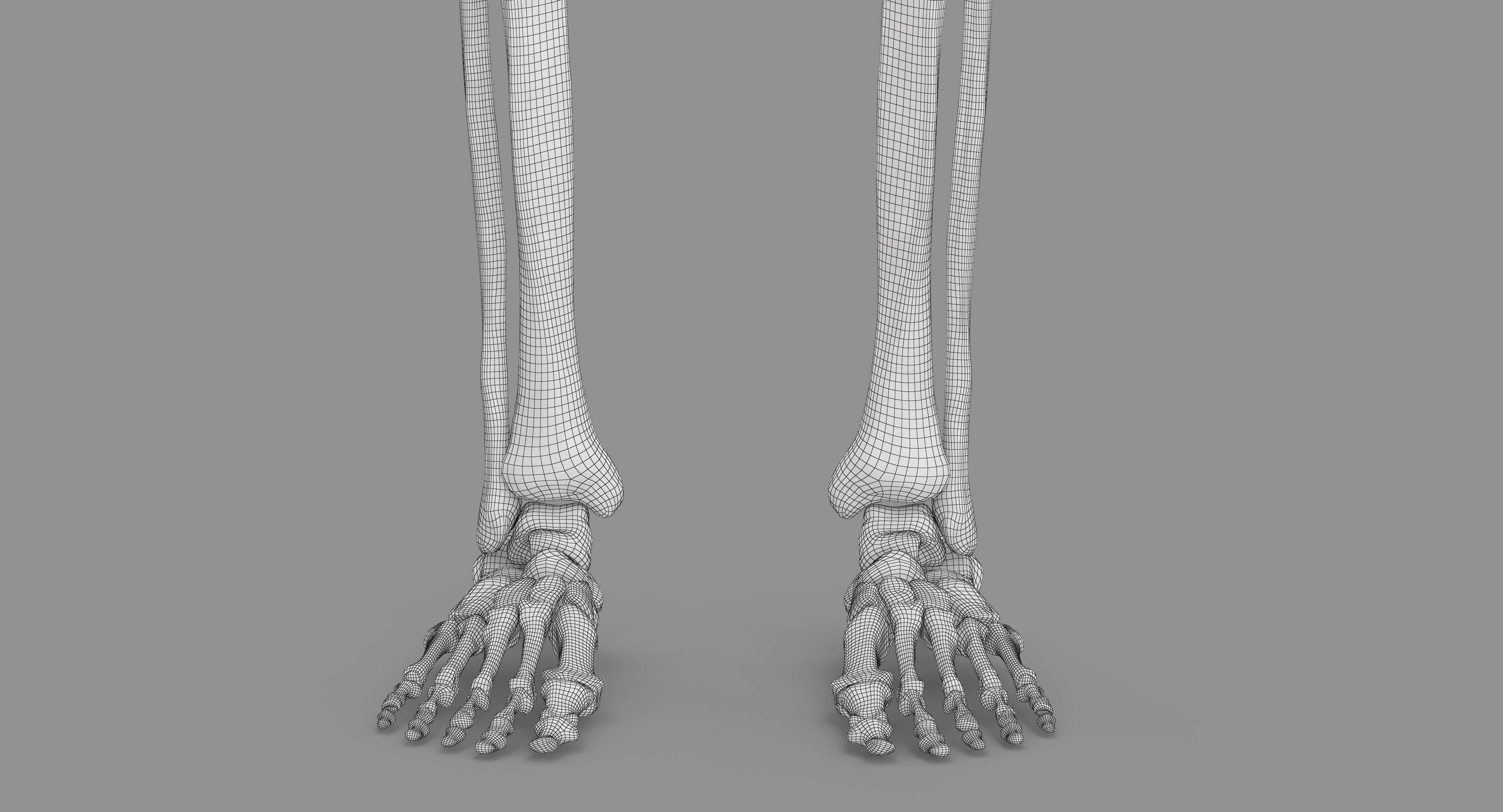 Human Skeleton Scanned Low-poly 3D model_14