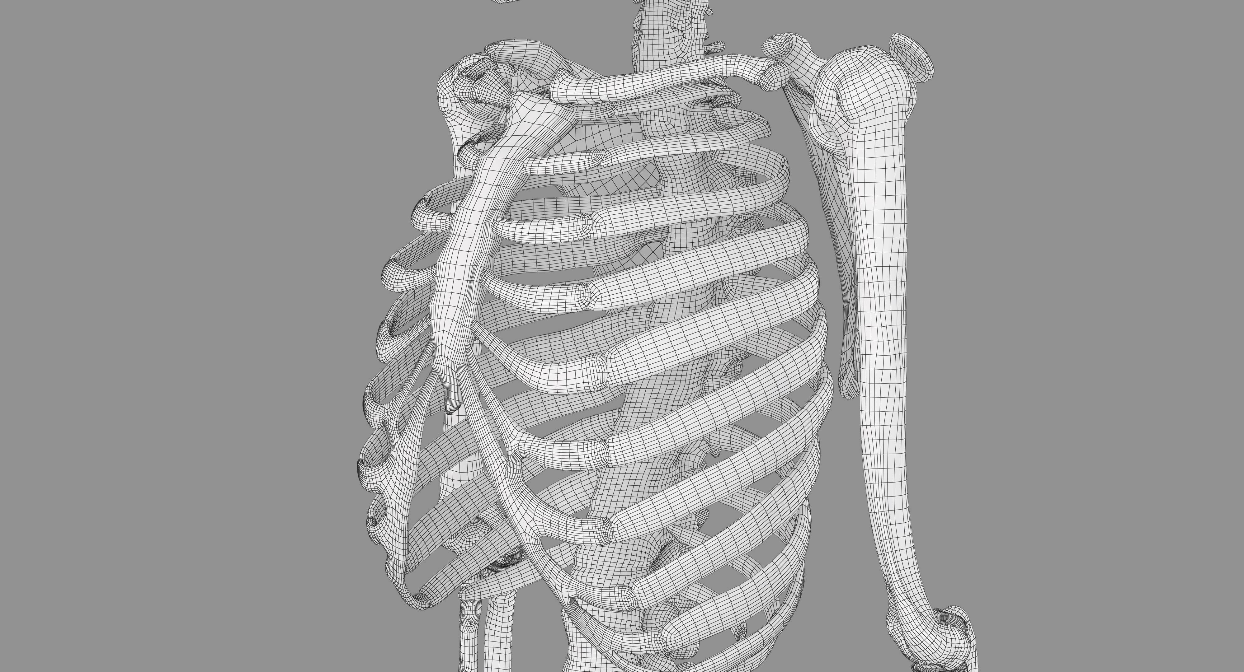 Human Skeleton Scanned Low-poly 3D model_78