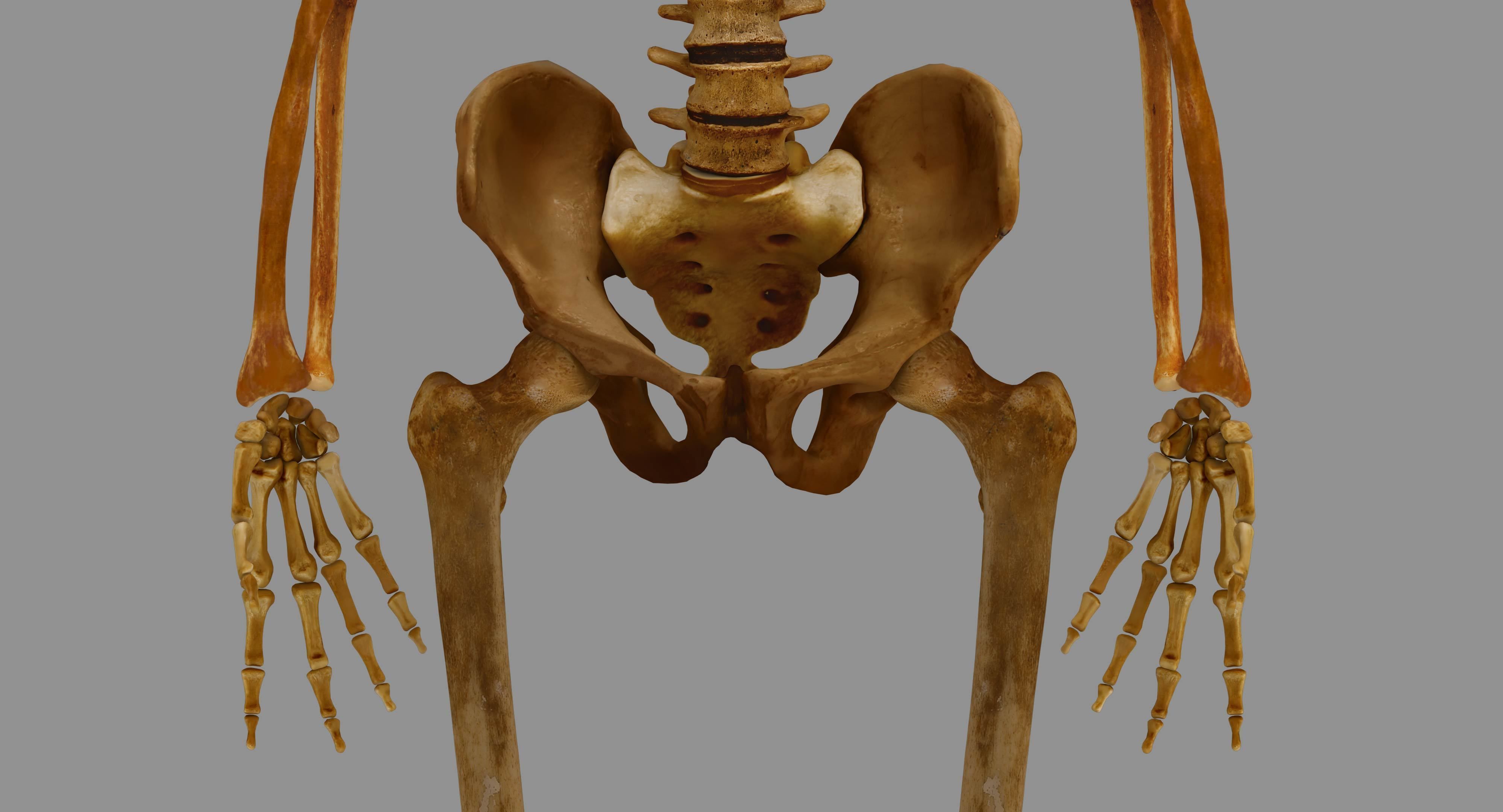 Human Skeleton Scanned Low-poly 3D model_9