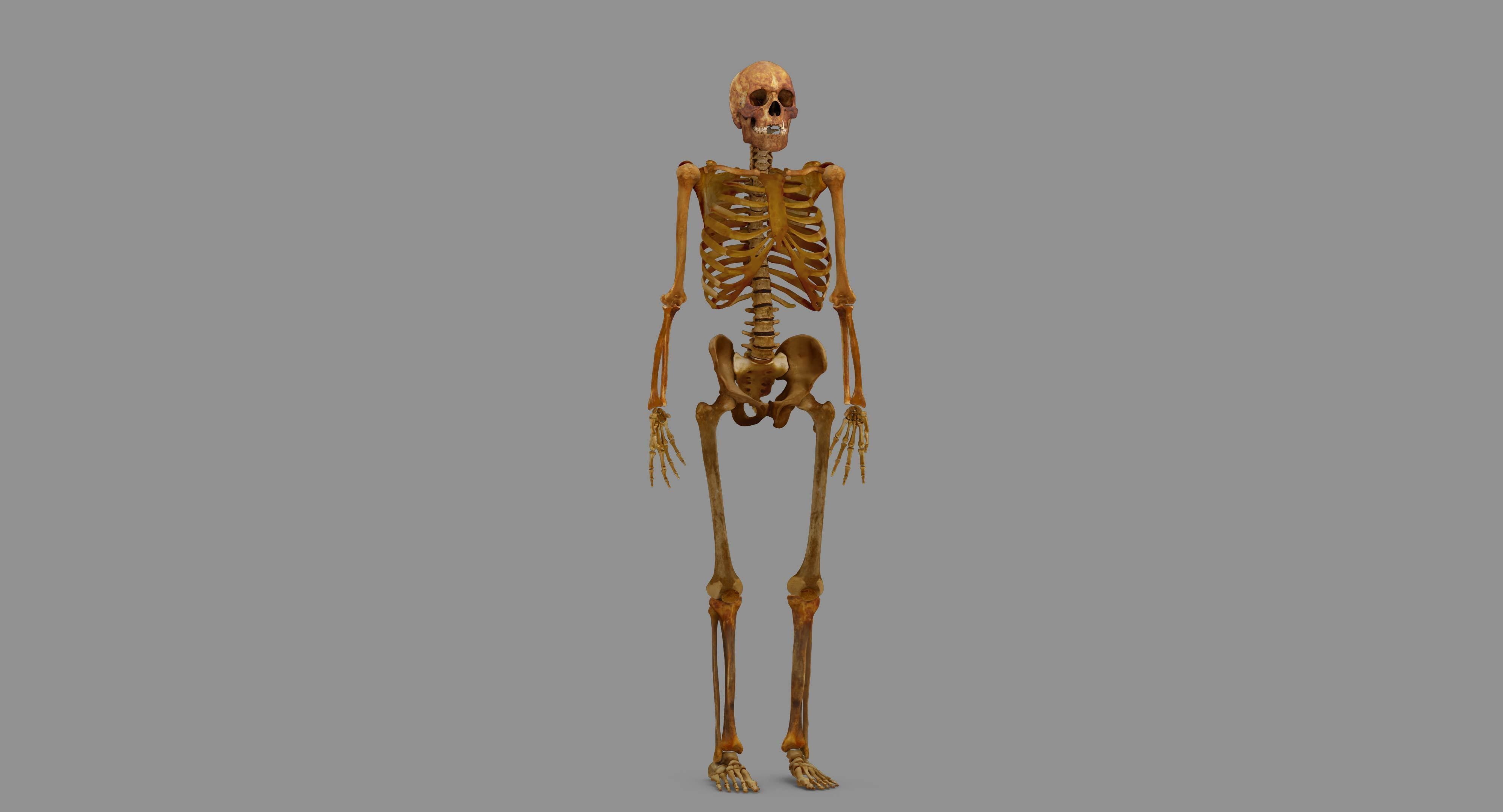 Human Skeleton Scanned Low-poly 3D model_87