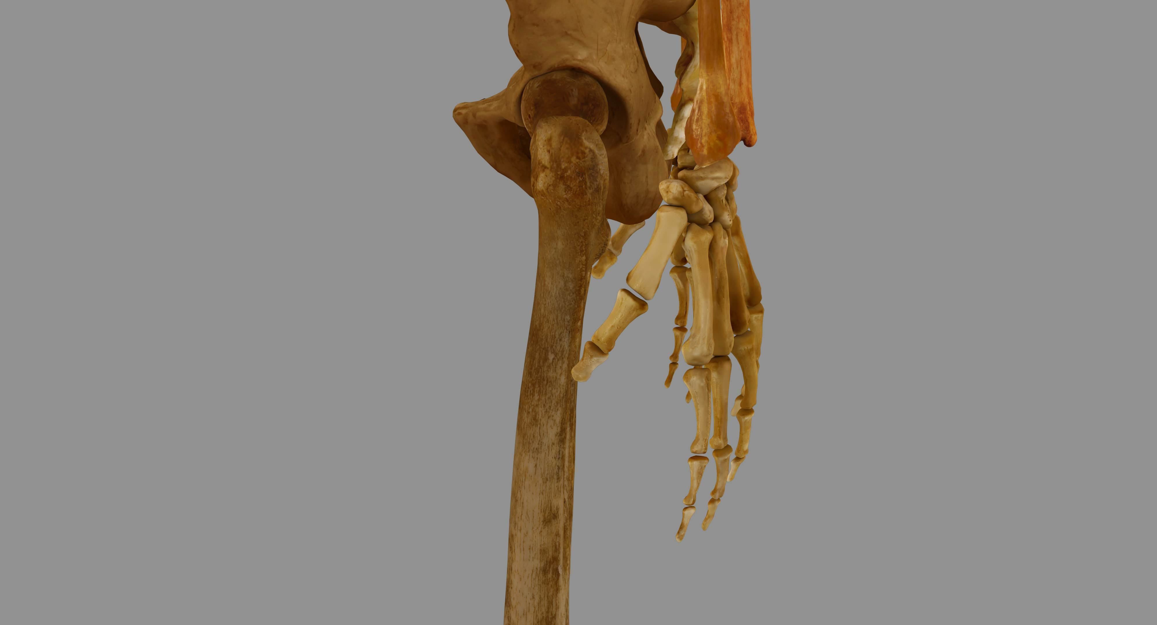 Human Skeleton Scanned Low-poly 3D model_69