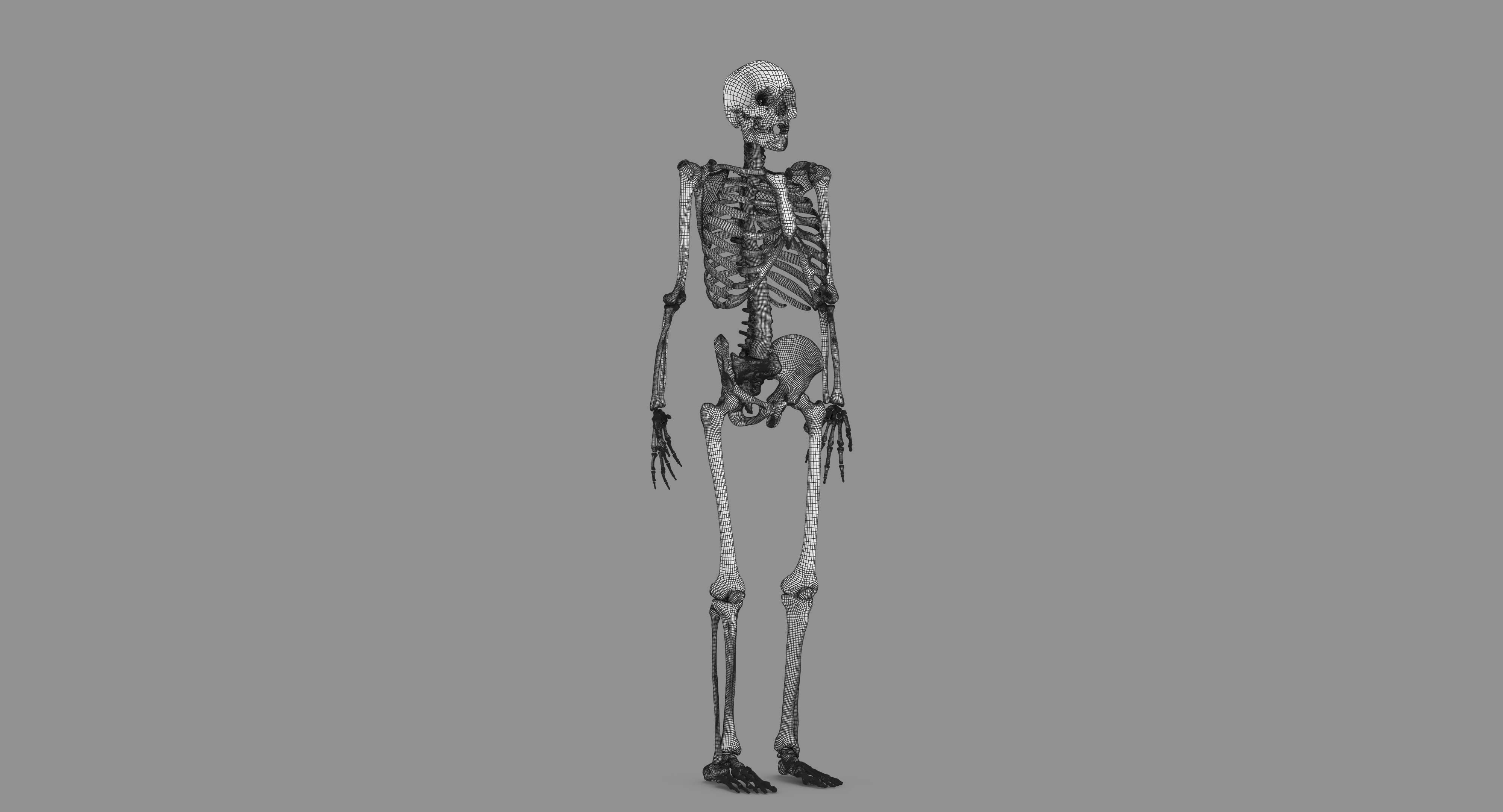Human Skeleton Scanned Low-poly 3D model_90