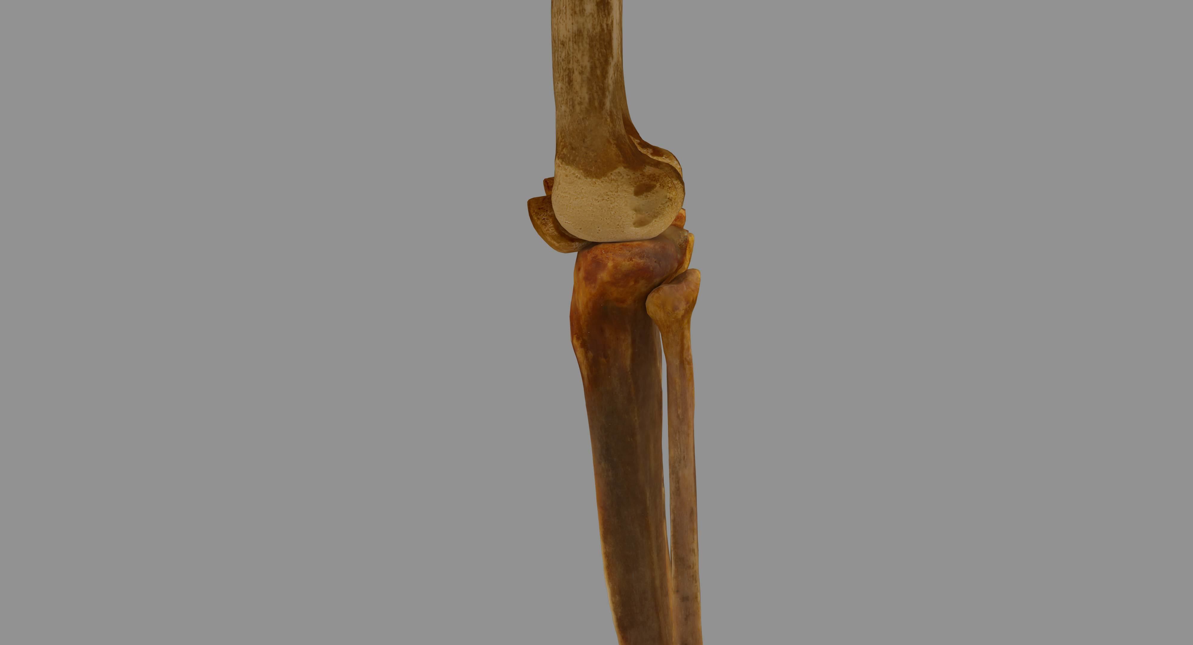 Human Skeleton Scanned Low-poly 3D model_71