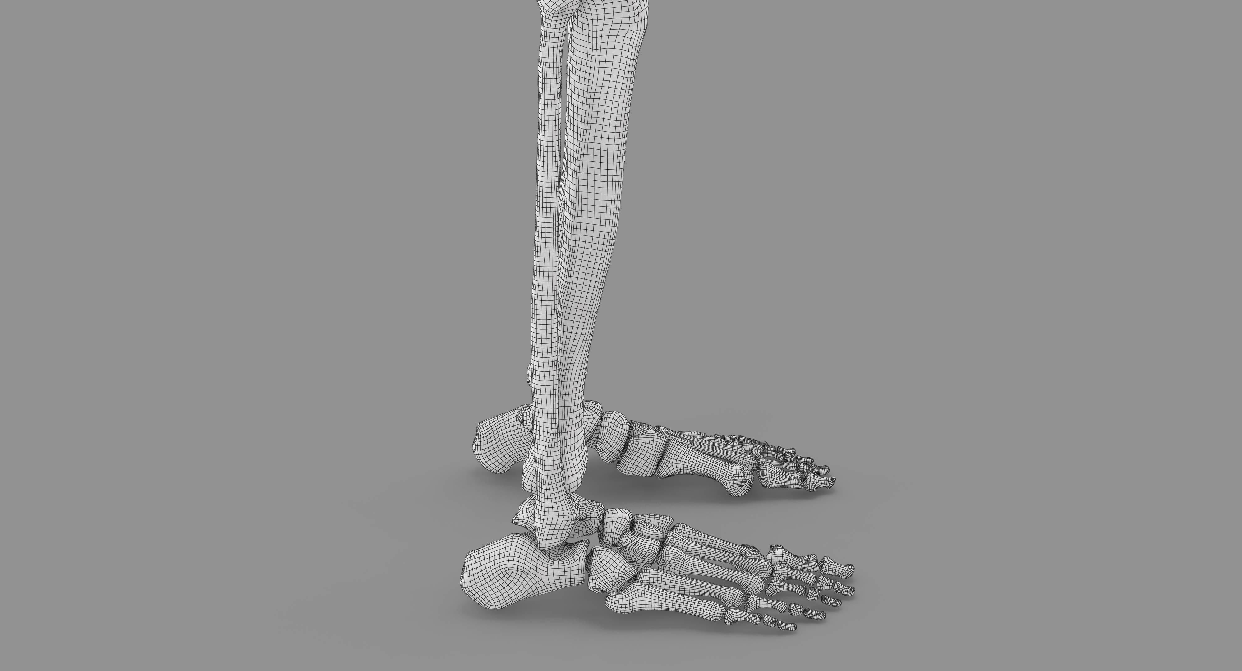 Human Skeleton Scanned Low-poly 3D model_34