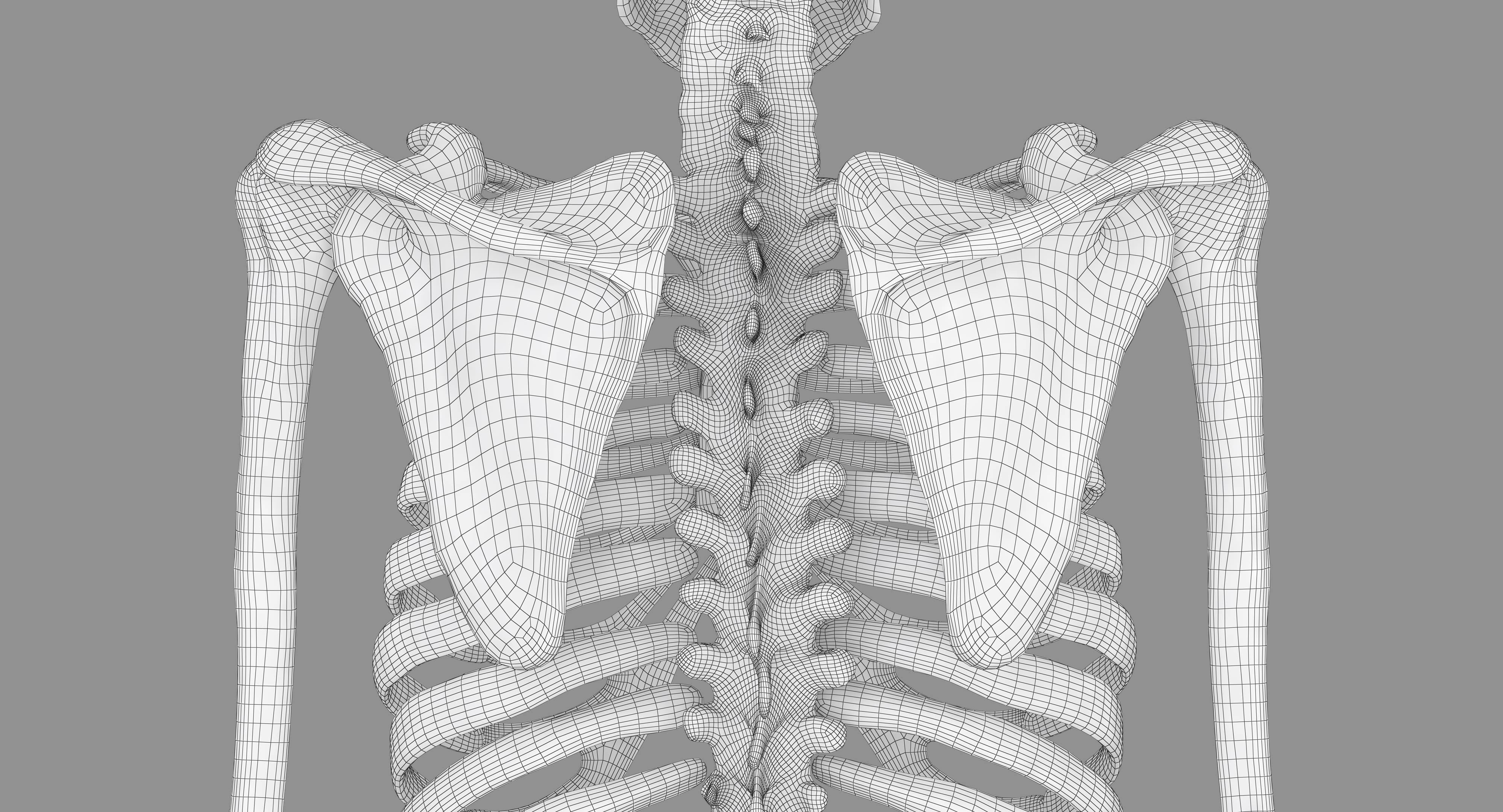 Human Skeleton Scanned Low-poly 3D model_48