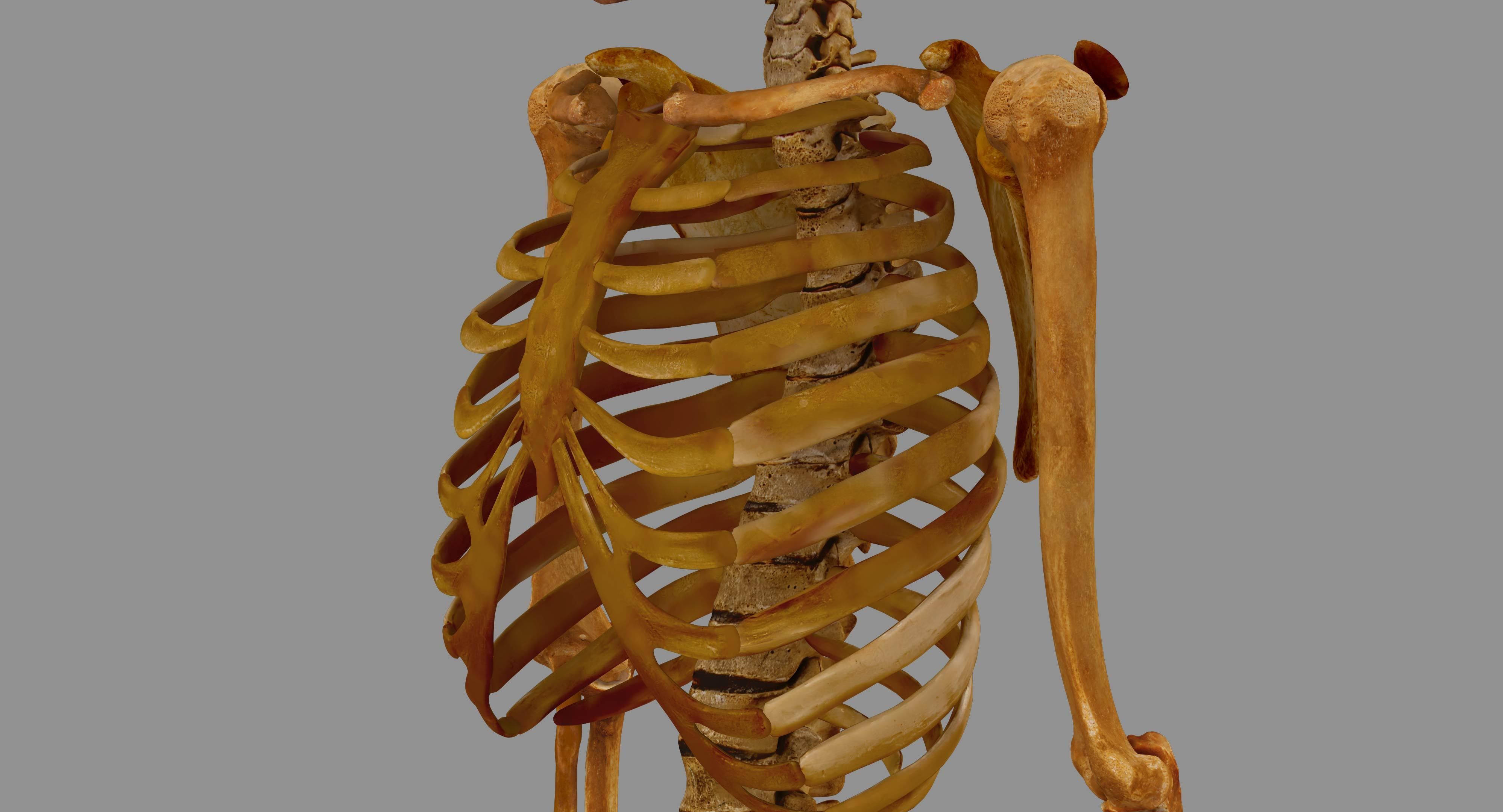 Human Skeleton Scanned Low-poly 3D model_77