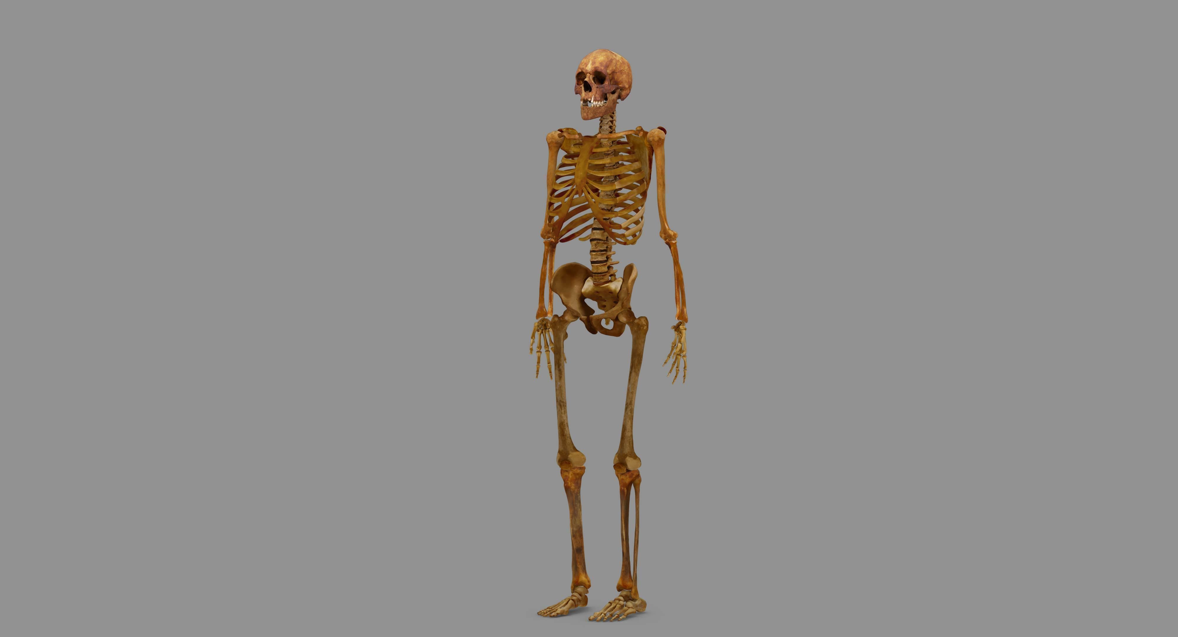 Human Skeleton Scanned Low-poly 3D model_127