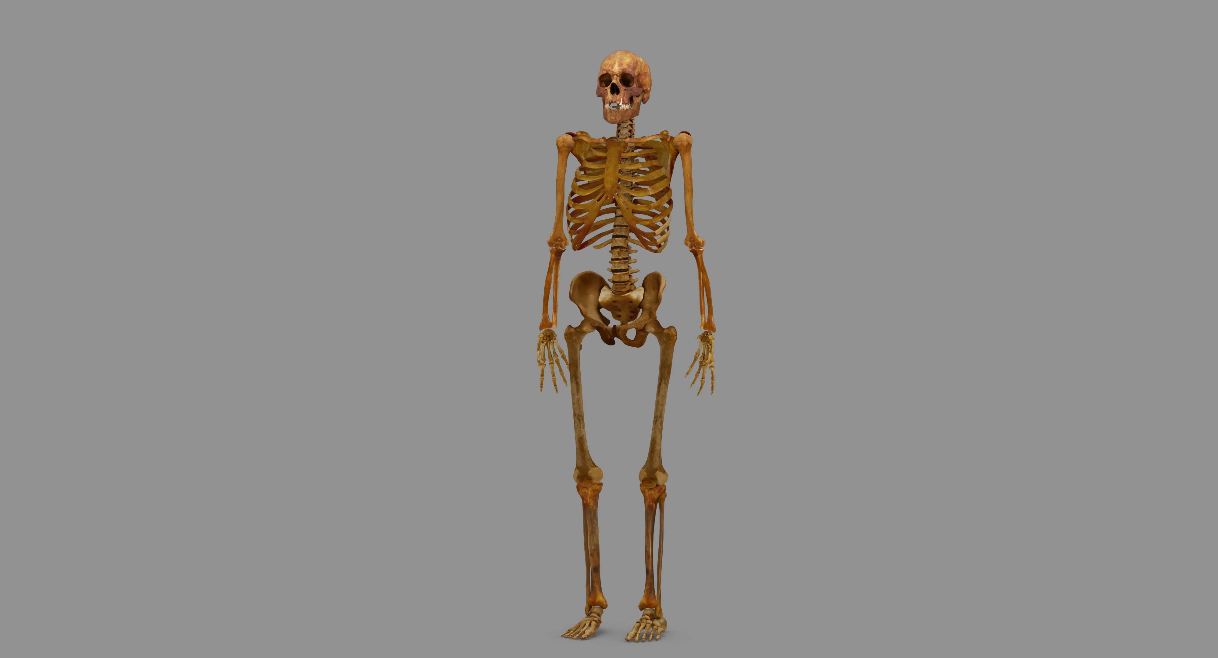 Human Skeleton Scanned Low-poly 3D model_129