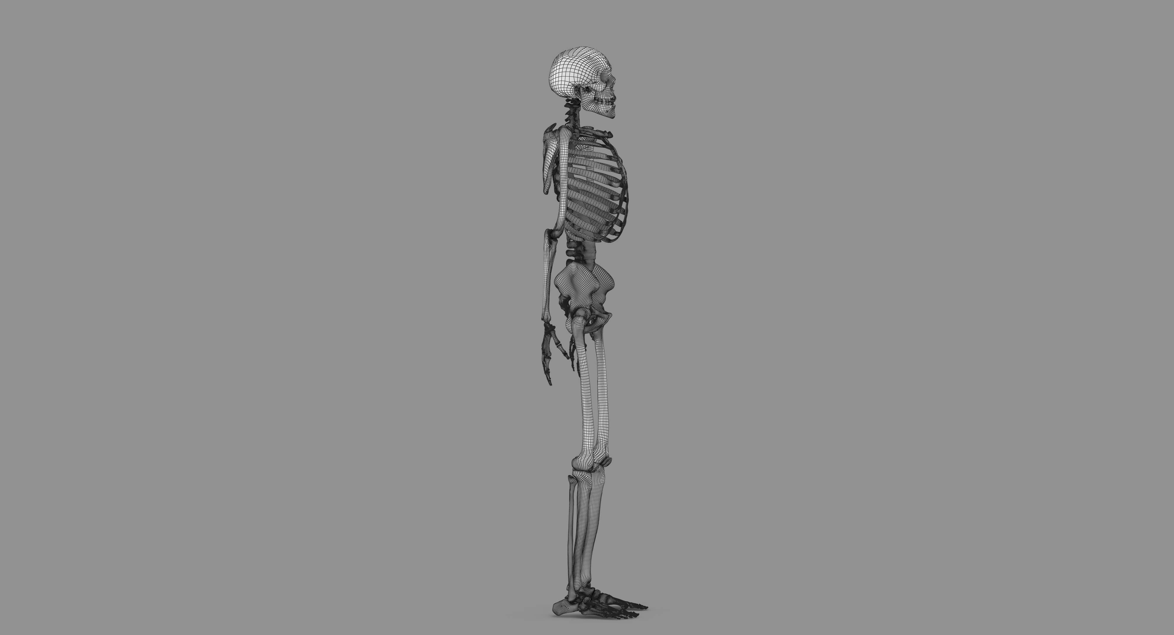Human Skeleton Scanned Low-poly 3D model_96