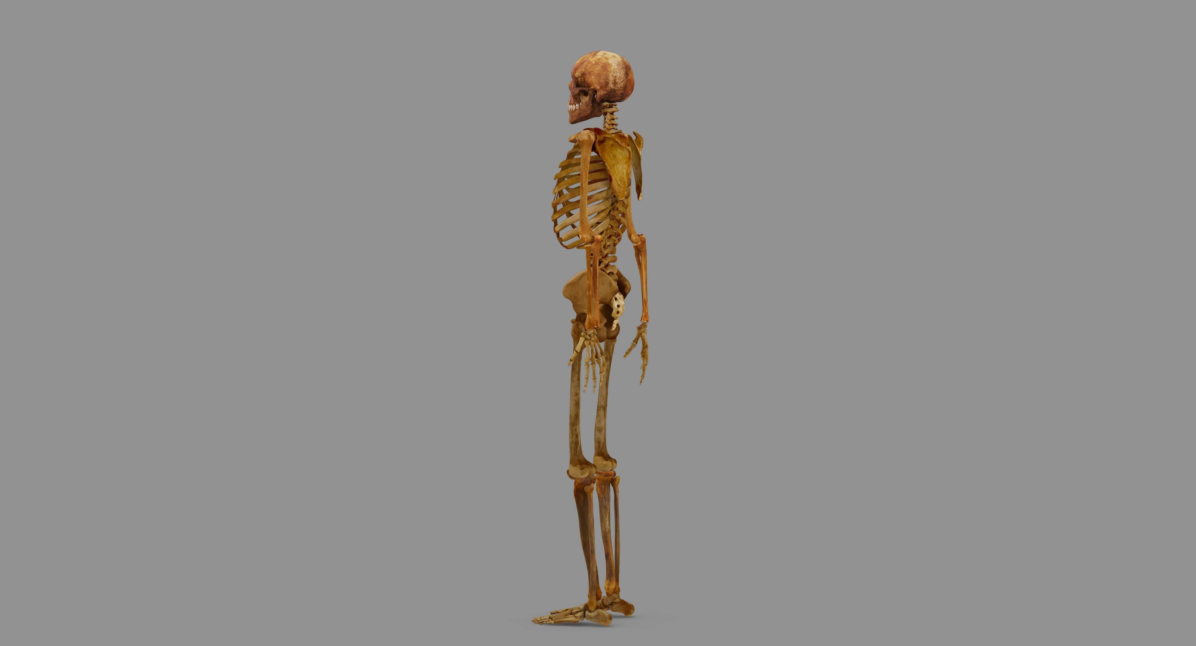 Human Skeleton Scanned Low-poly 3D model_117