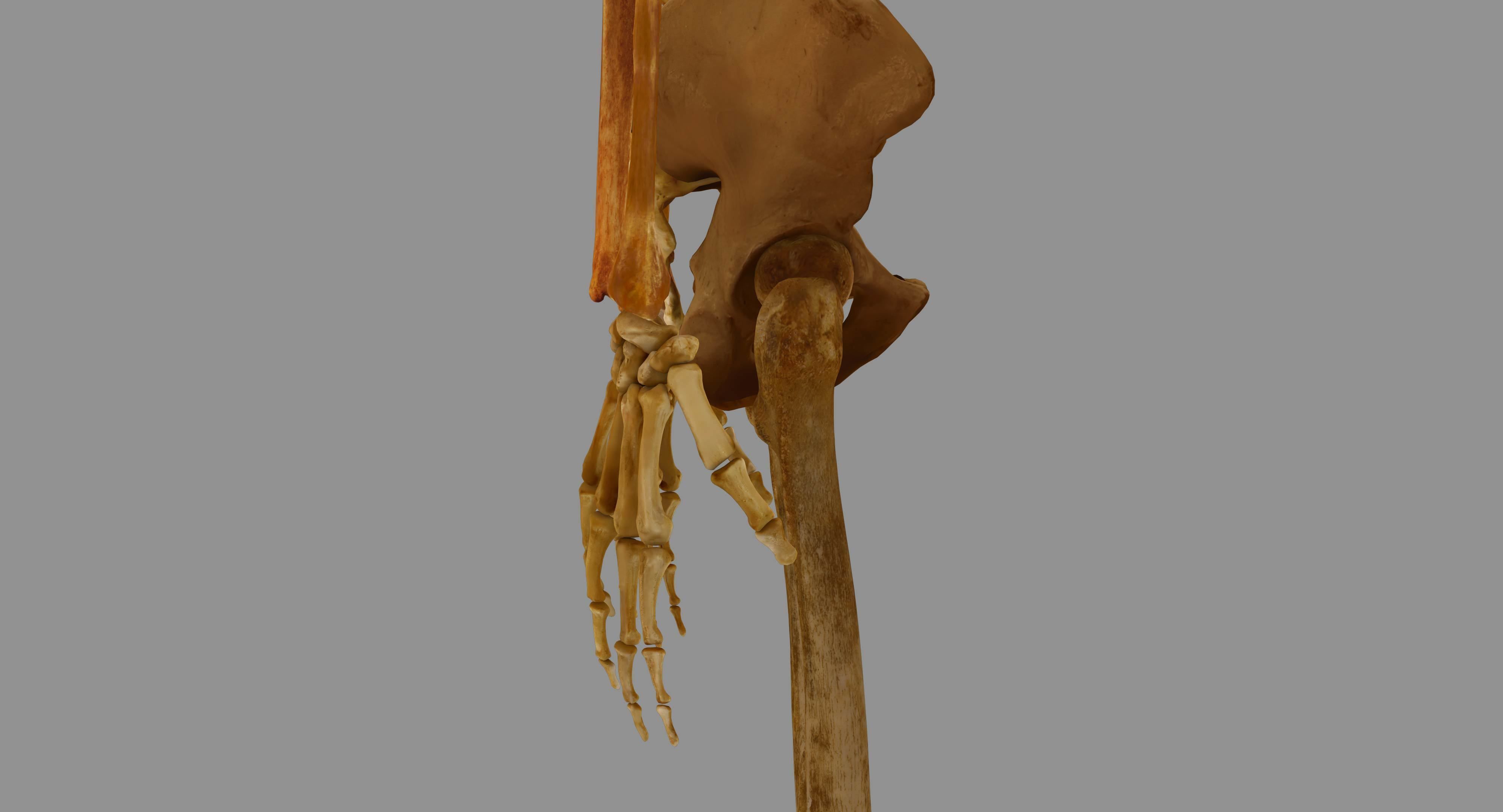 Human Skeleton Scanned Low-poly 3D model_29