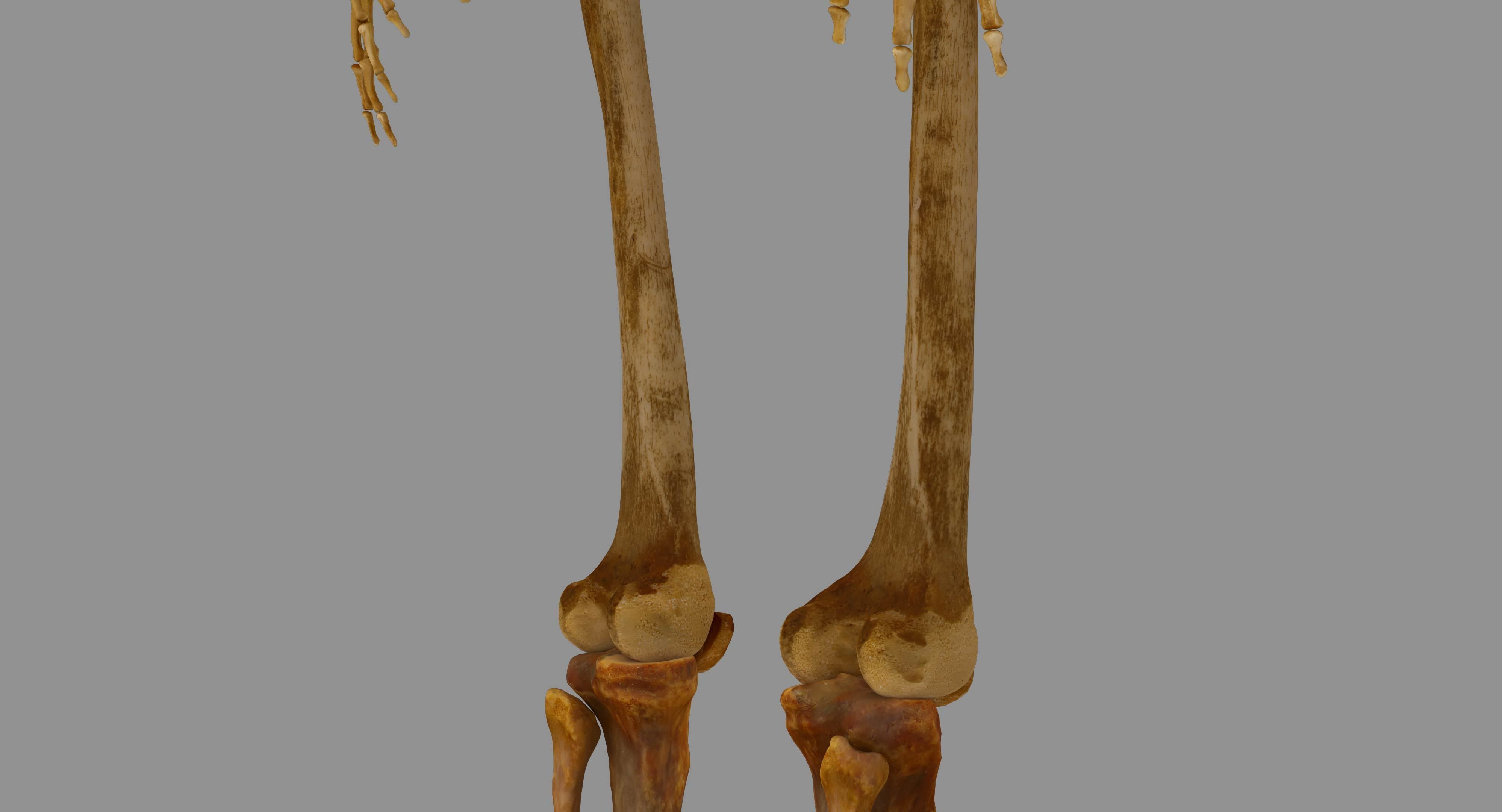 Human Skeleton Scanned Low-poly 3D model_41