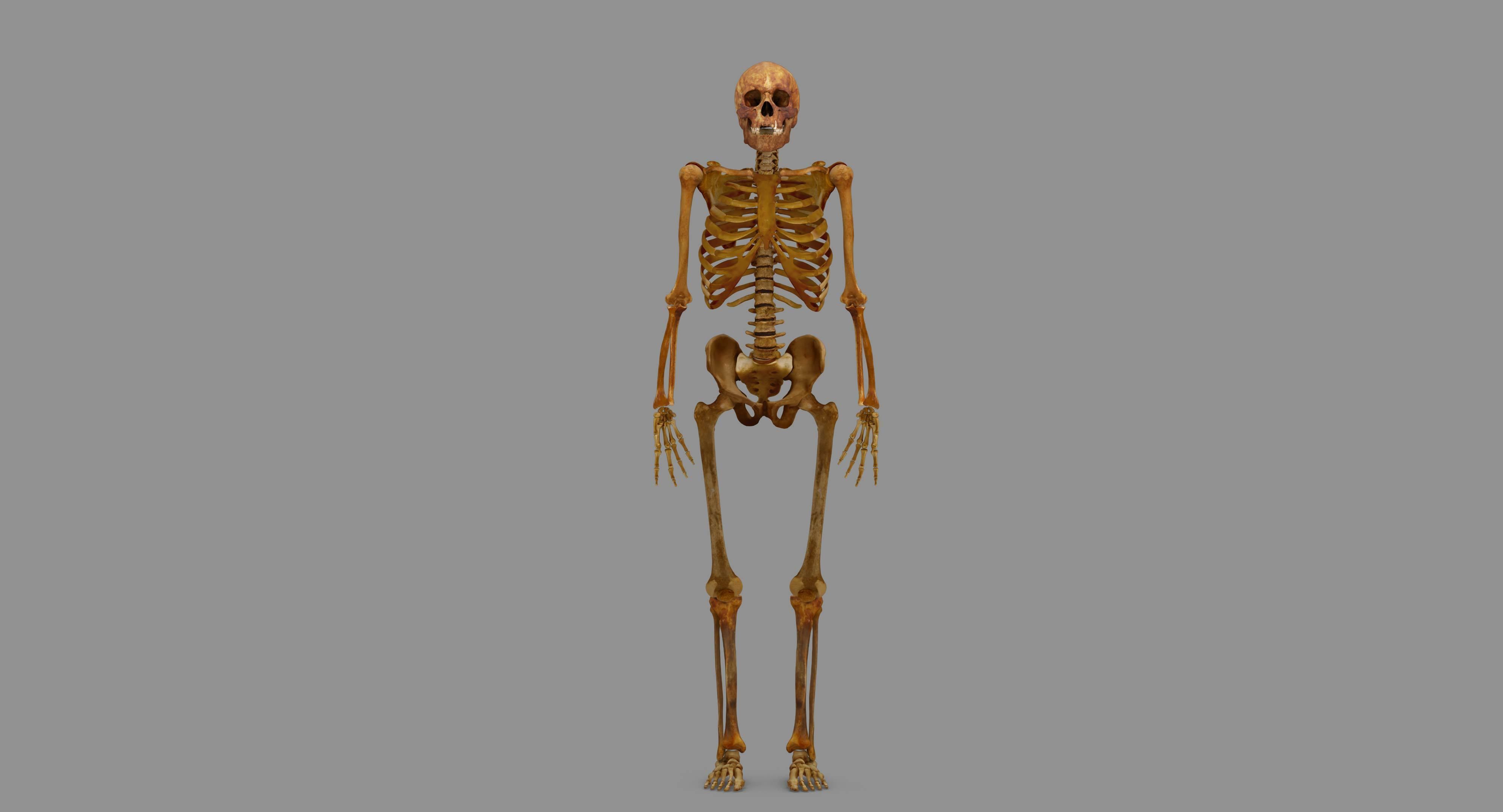 Human Skeleton Scanned Low-poly 3D model_85