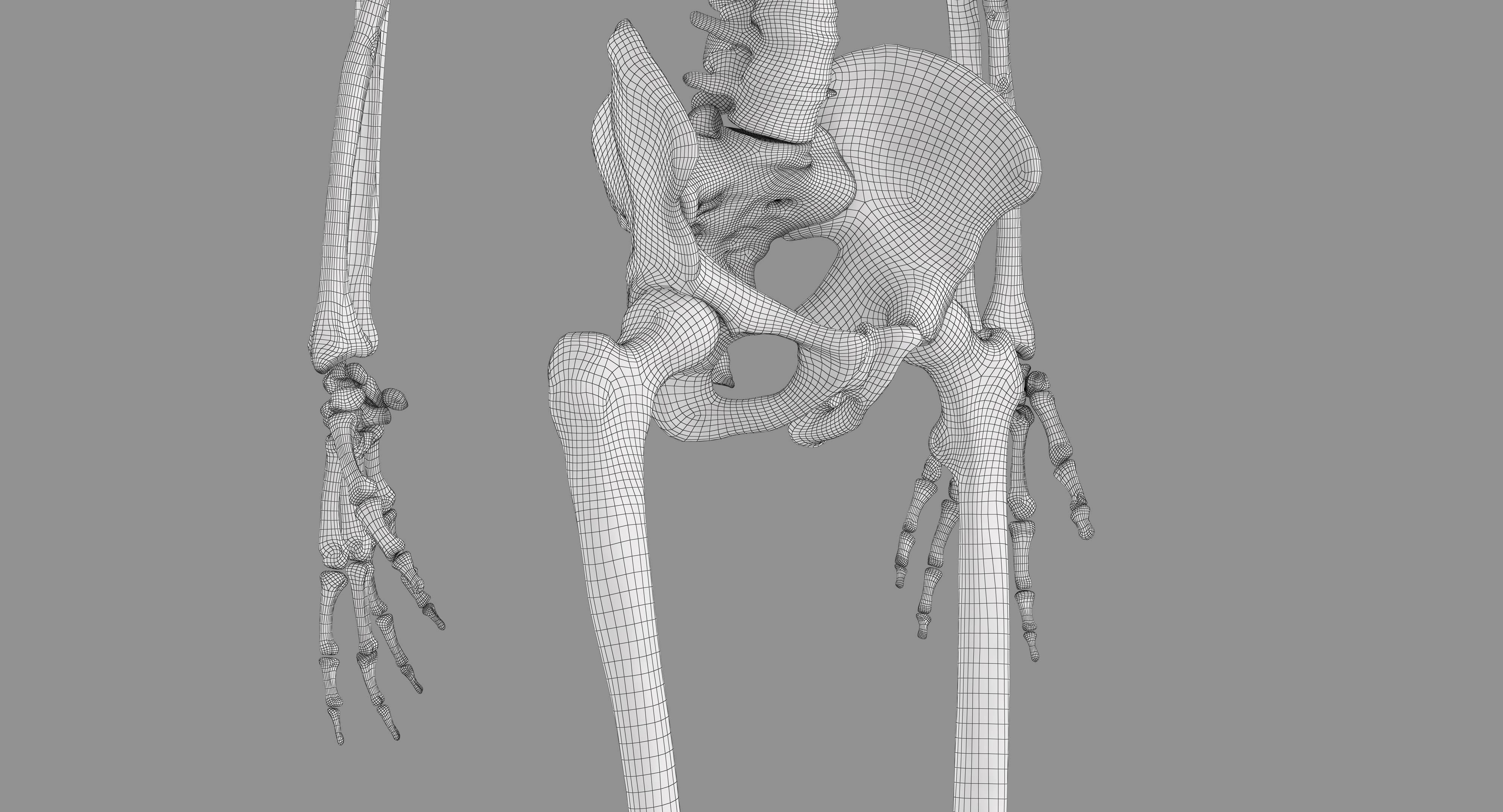 Human Skeleton Scanned Low-poly 3D model_20