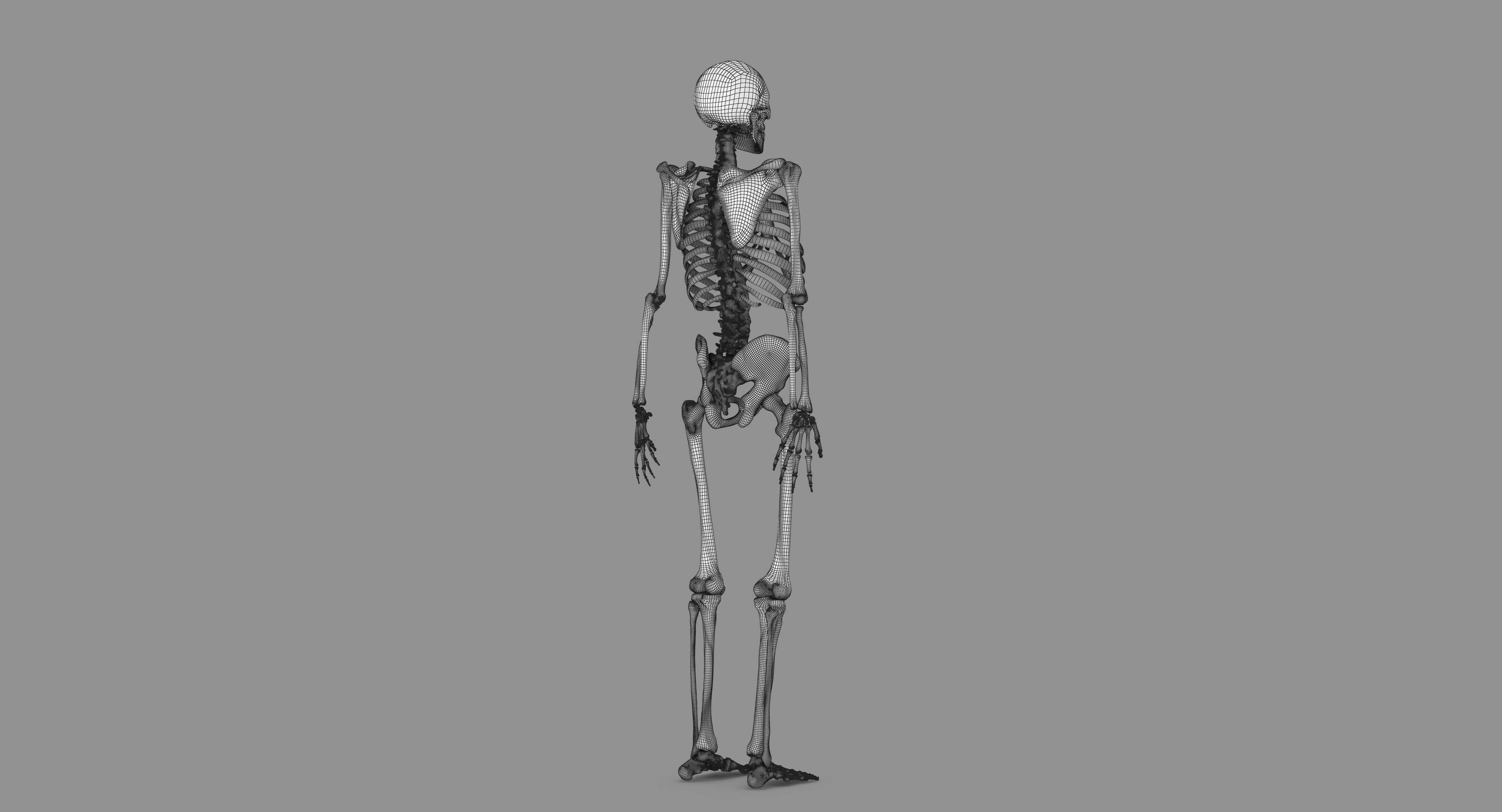 Human Skeleton Scanned Low-poly 3D model_104