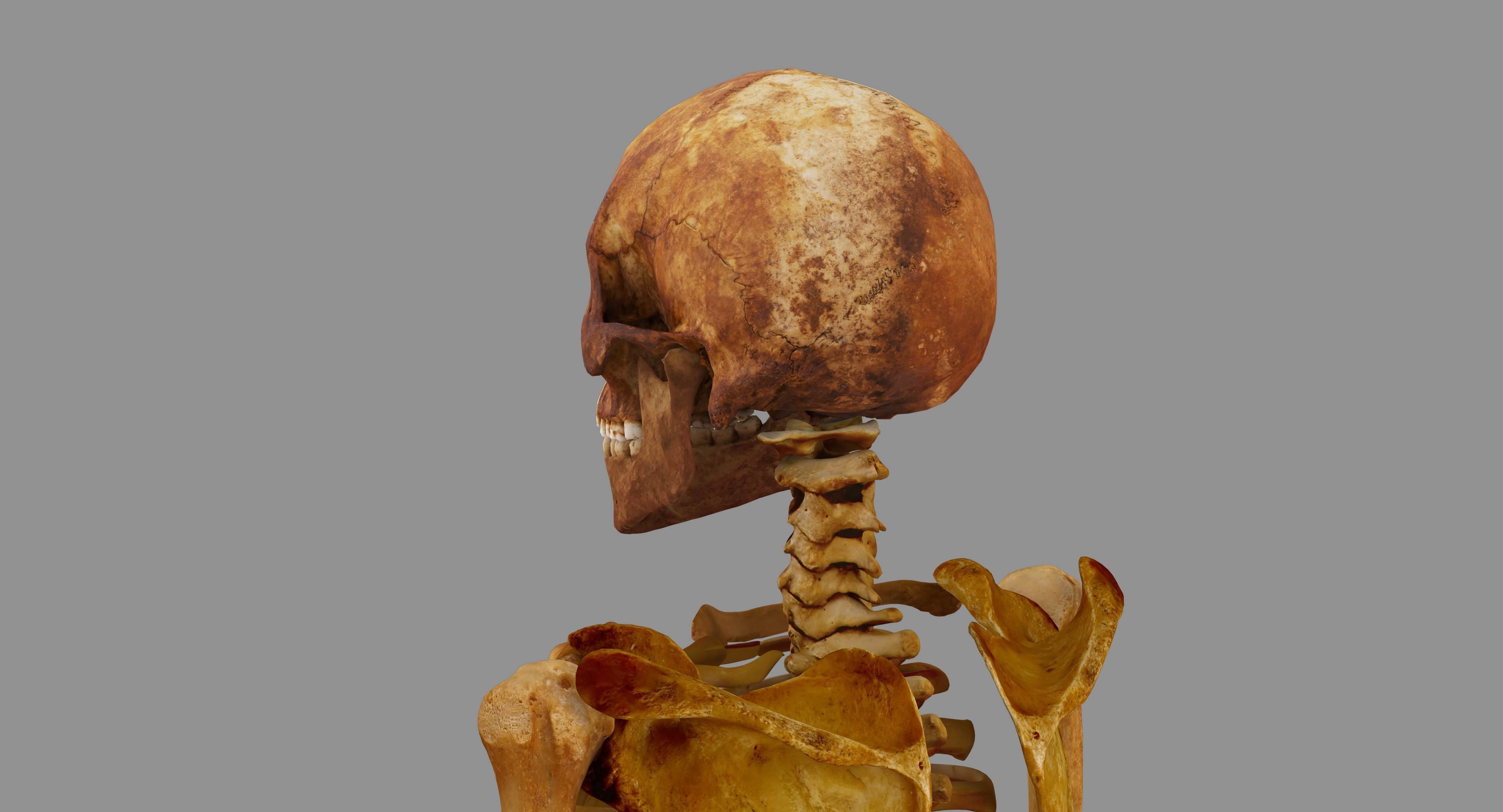 Human Skeleton Scanned Low-poly 3D model_55