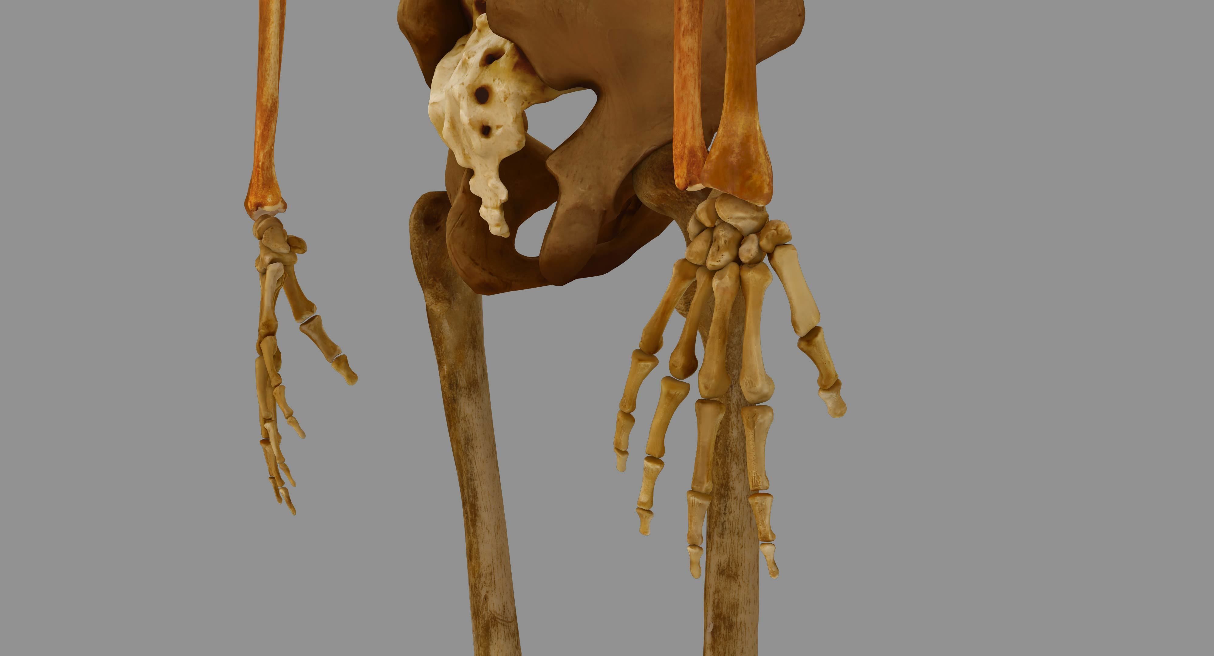 Human Skeleton Scanned Low-poly 3D model_39