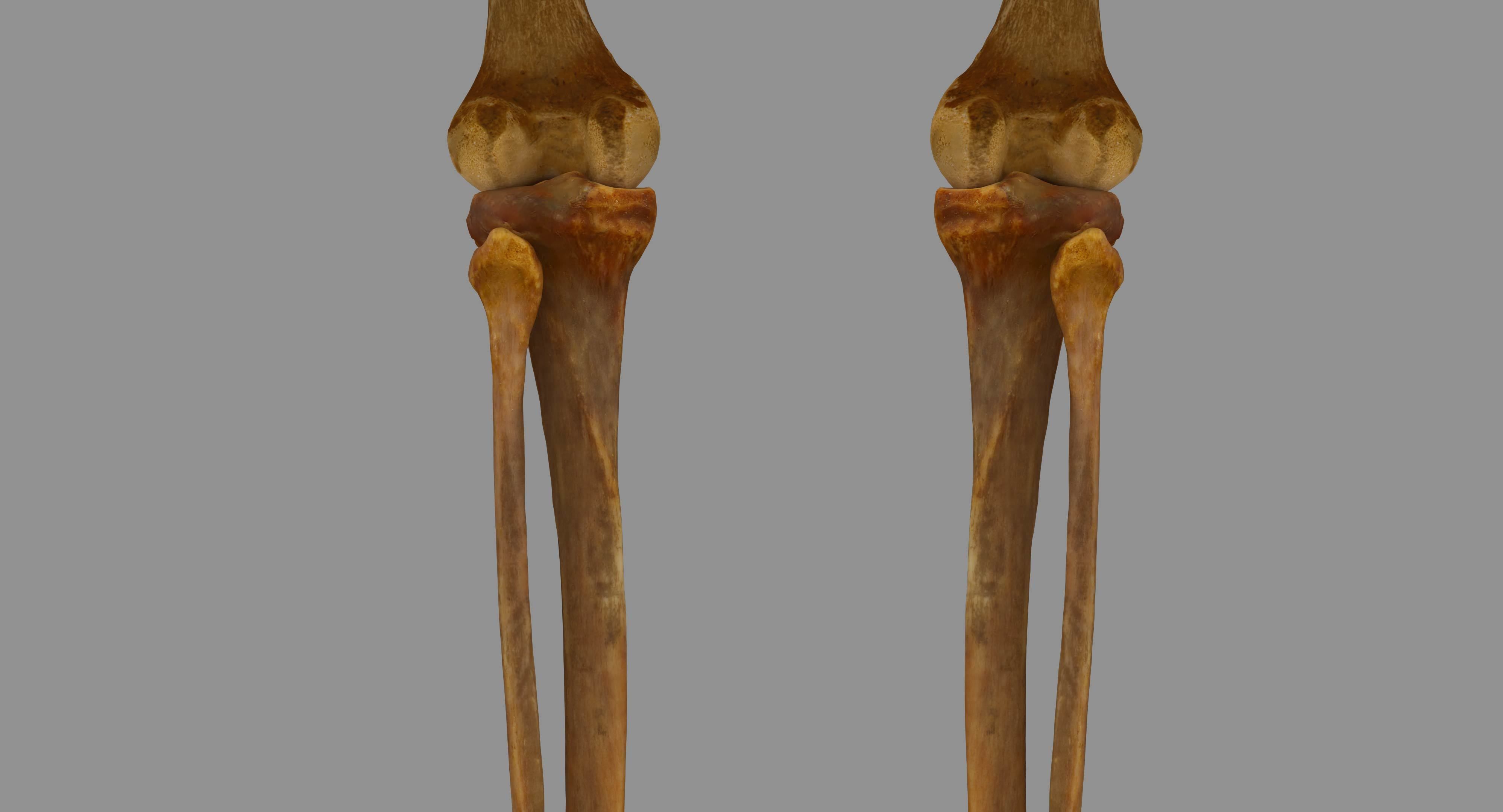 Human Skeleton Scanned Low-poly 3D model_51