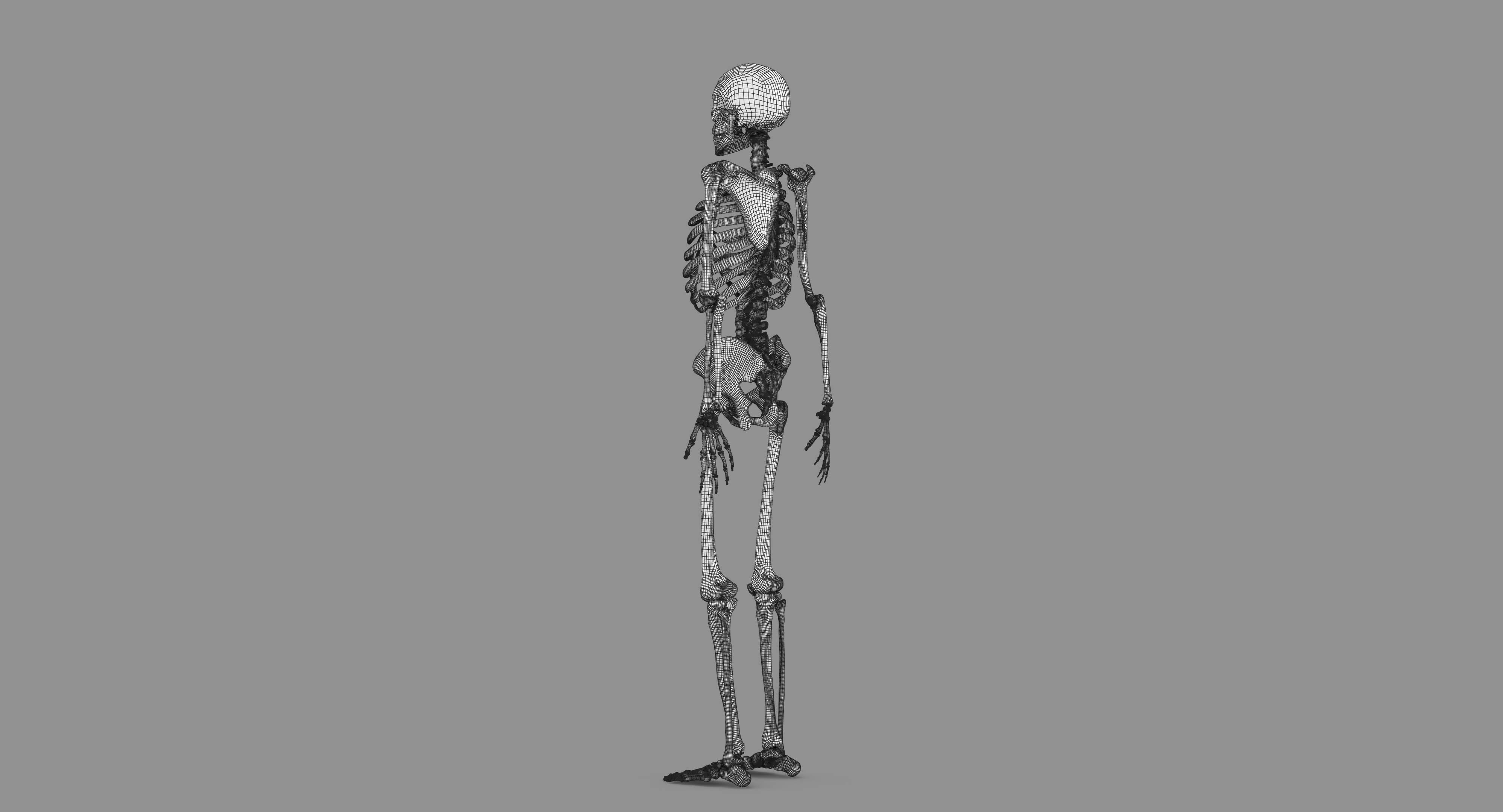Human Skeleton Scanned Low-poly 3D model_116