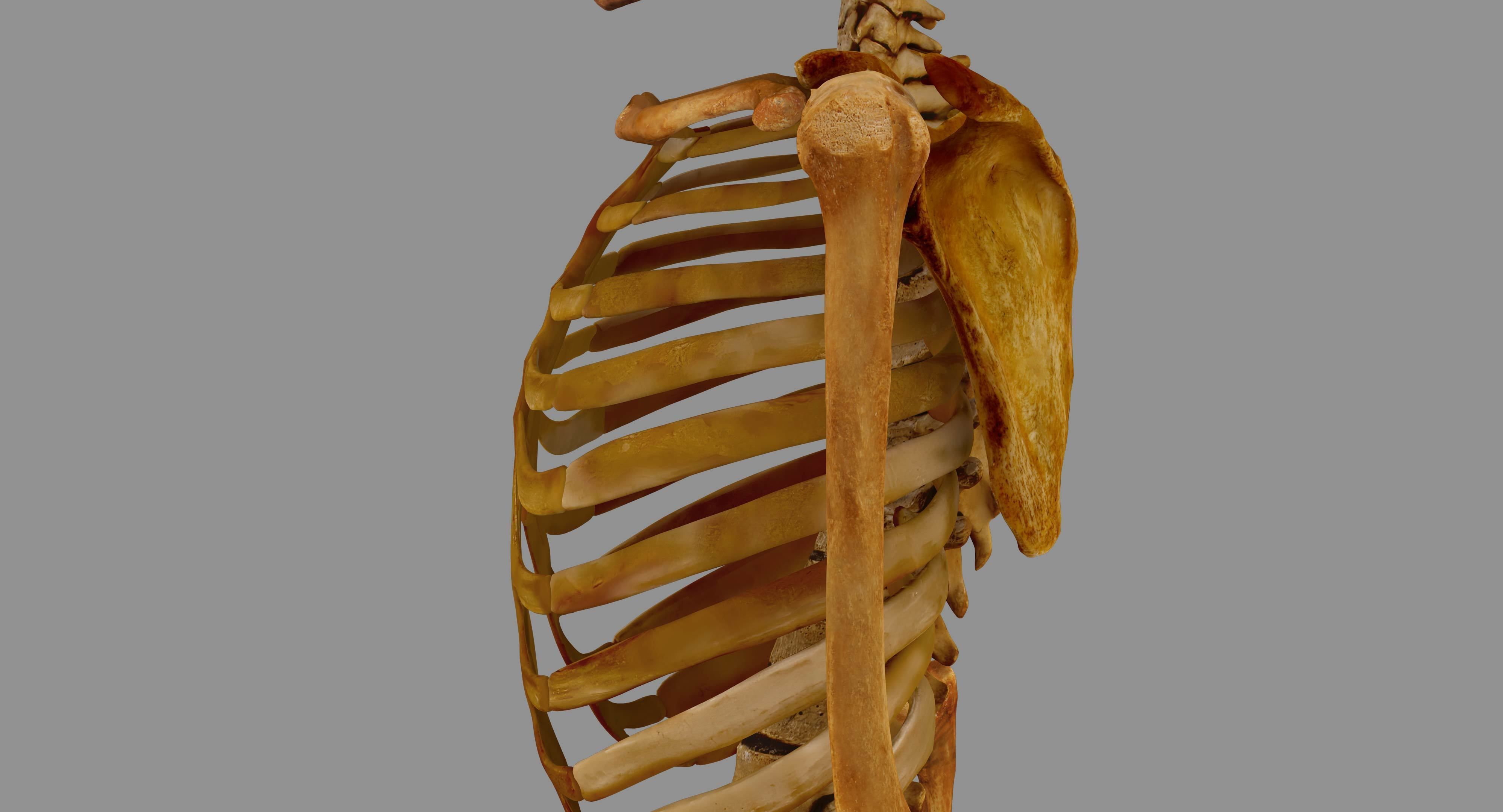 Human Skeleton Scanned Low-poly 3D model_67