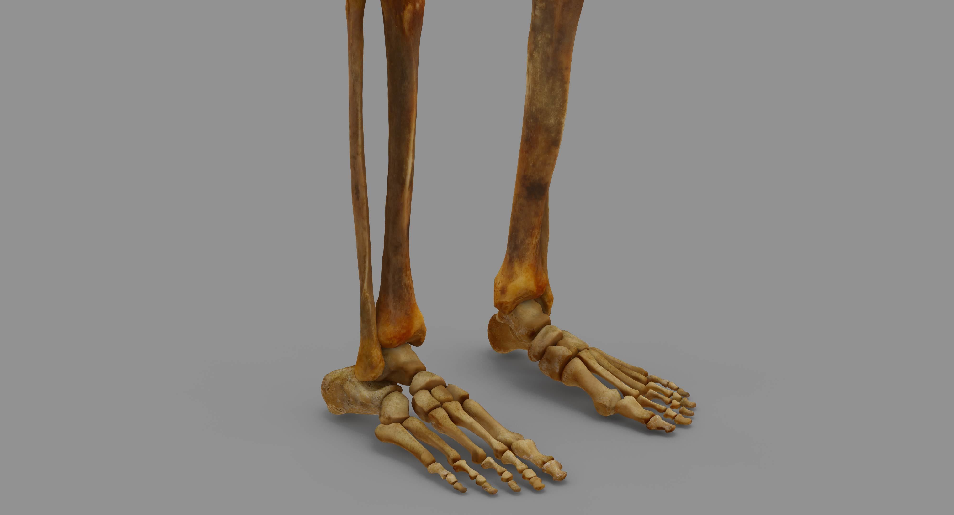 Human Skeleton Scanned Low-poly 3D model_23