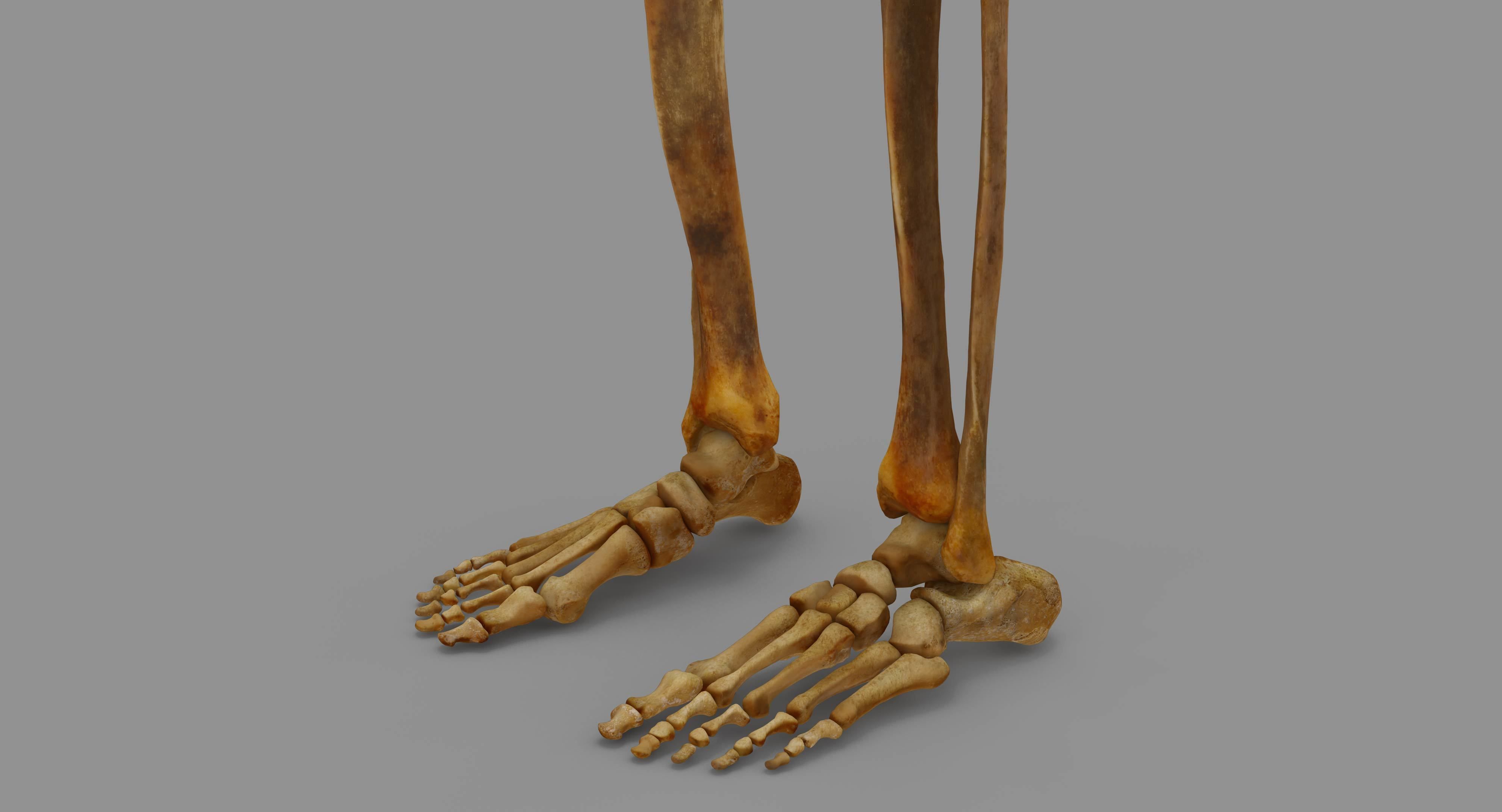 Human Skeleton Scanned Low-poly 3D model_83