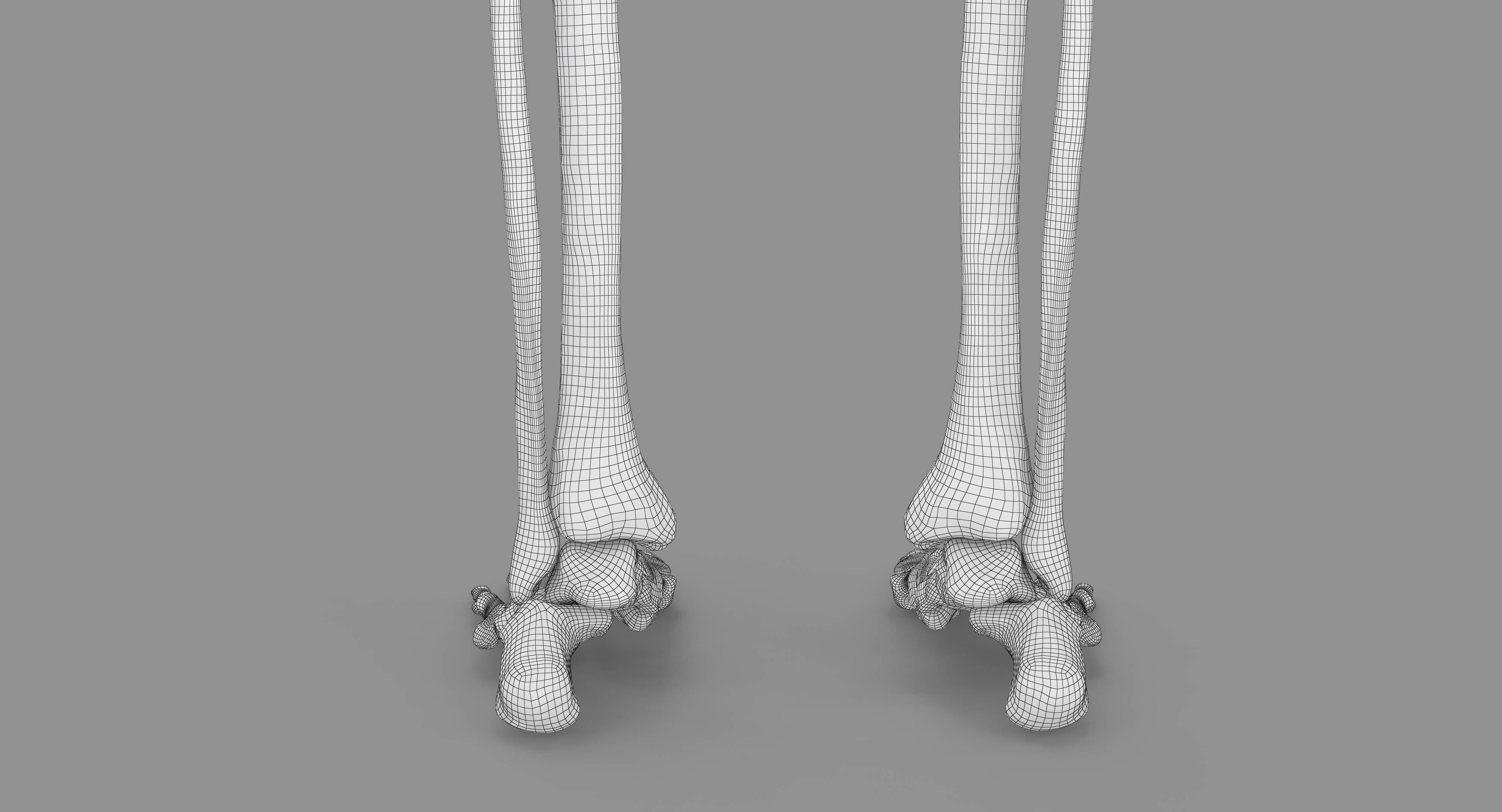 Human Skeleton Scanned Low-poly 3D model_54
