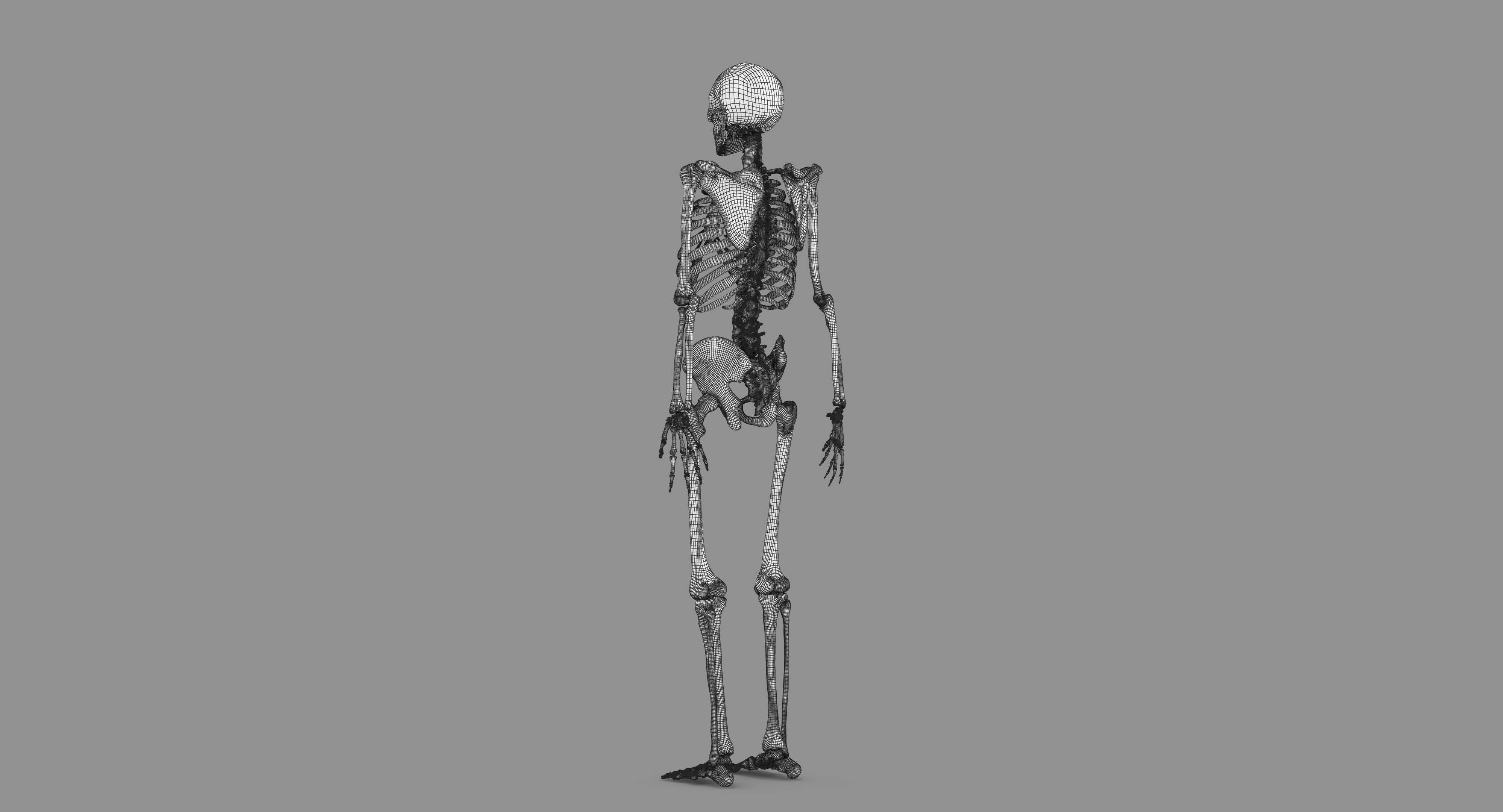 Human Skeleton Scanned Low-poly 3D model_114