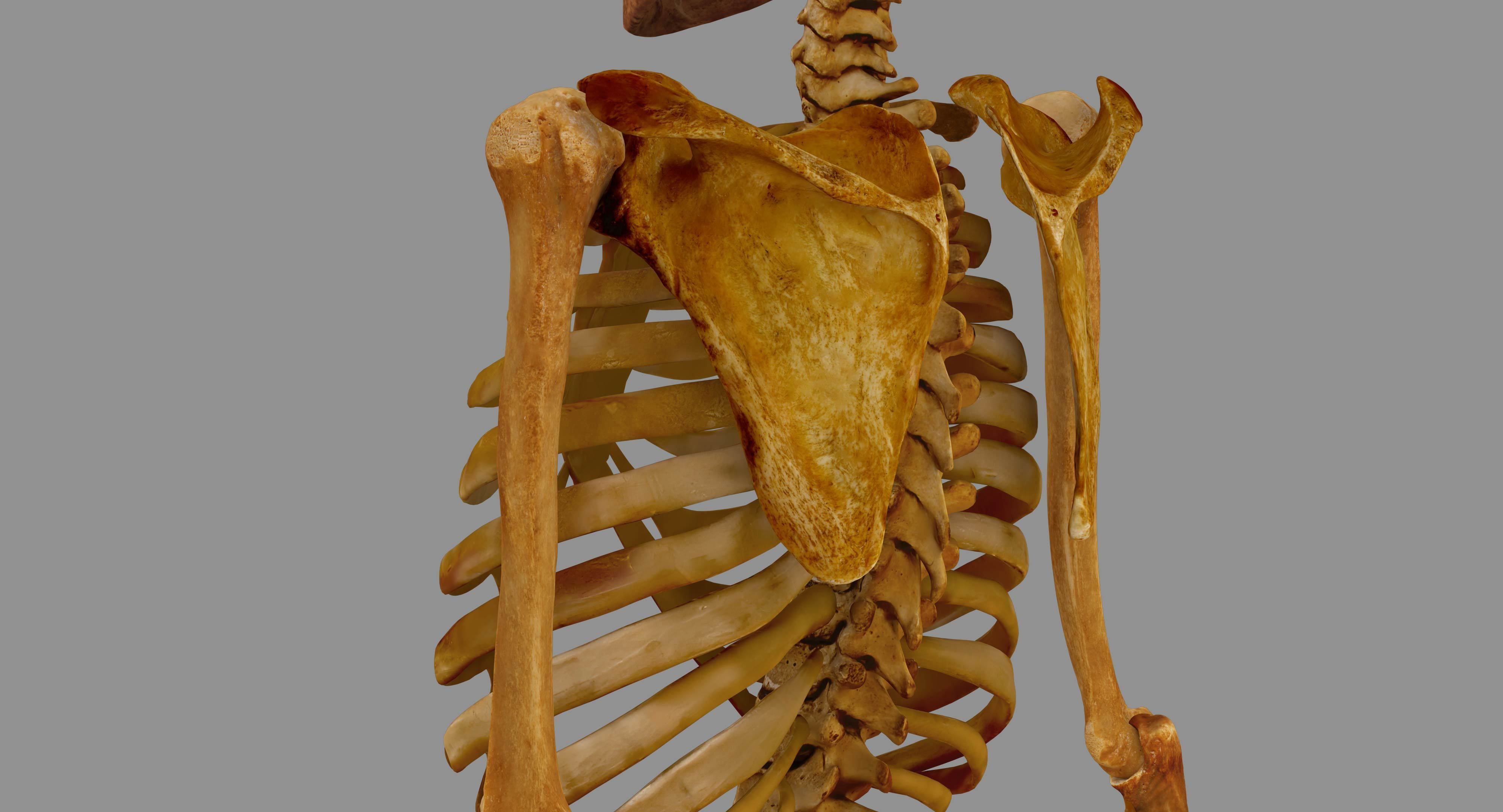 Human Skeleton Scanned Low-poly 3D model_57