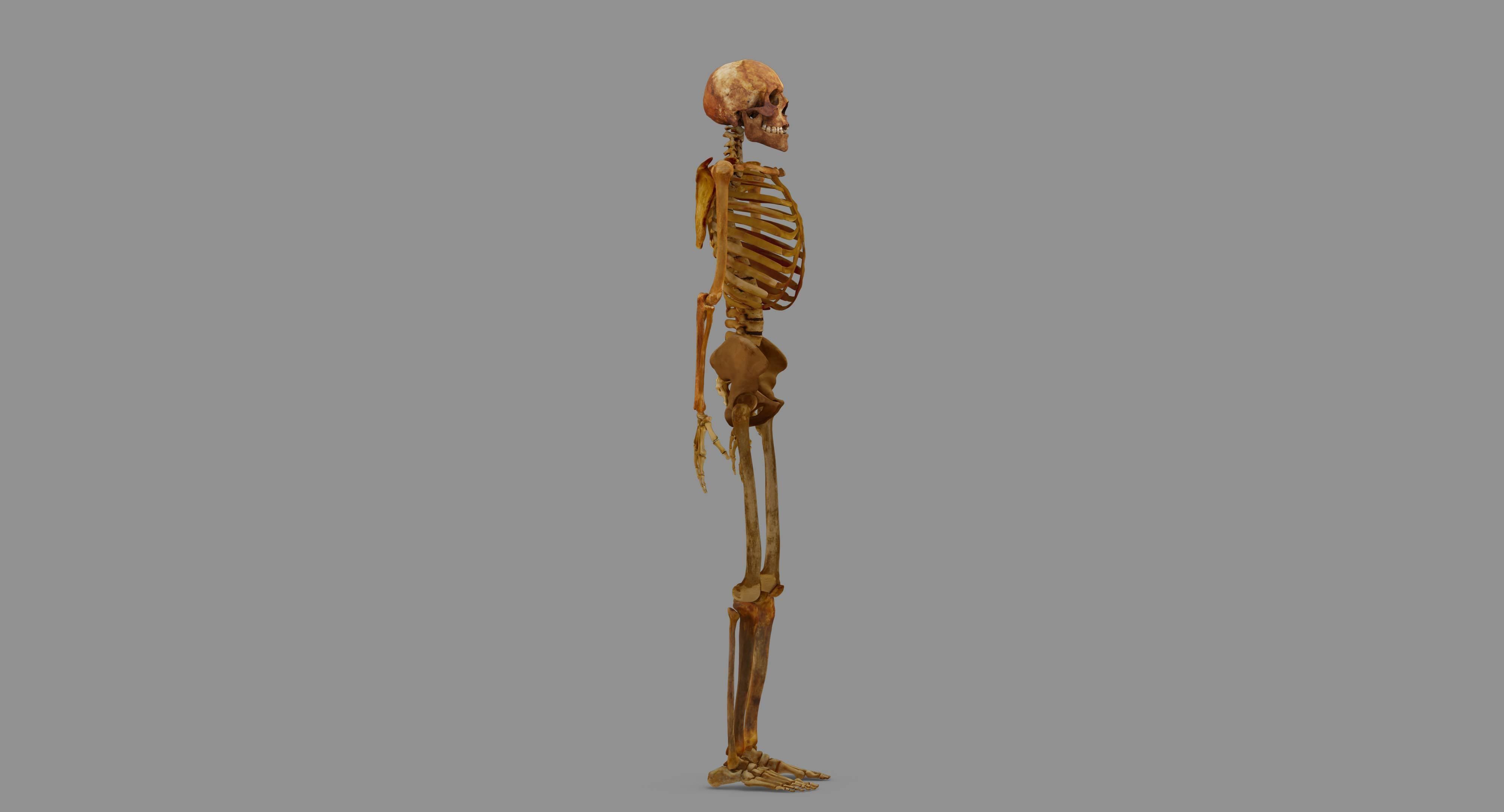 Human Skeleton Scanned Low-poly 3D model_95