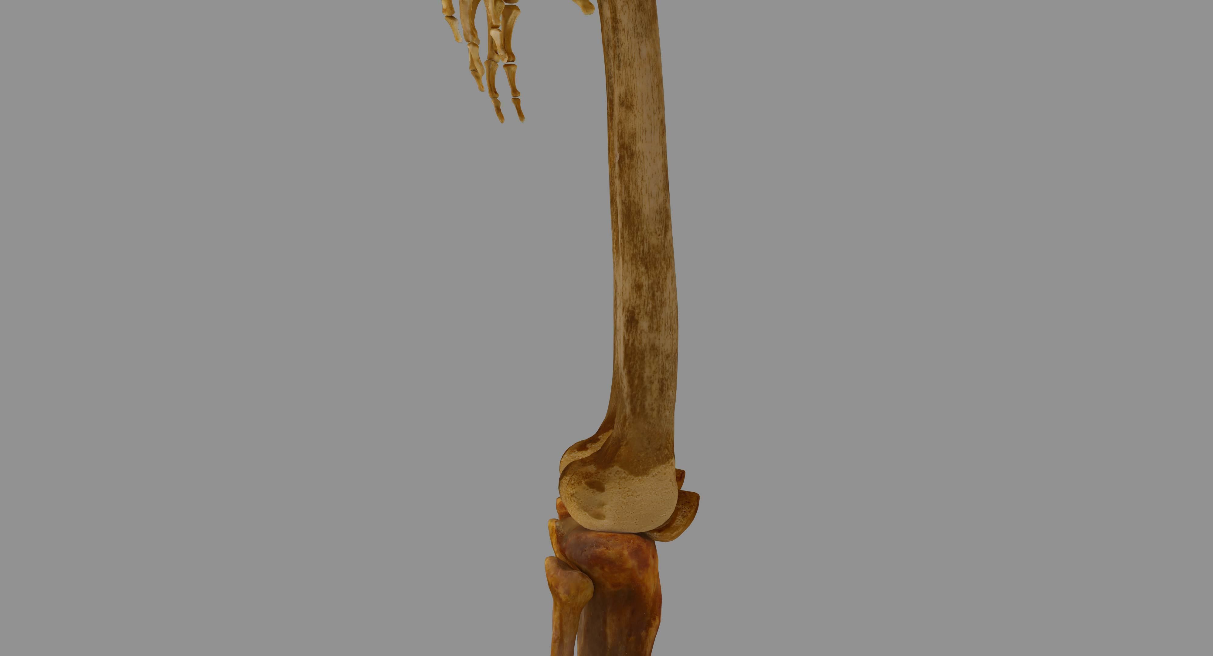 Human Skeleton Scanned Low-poly 3D model_31