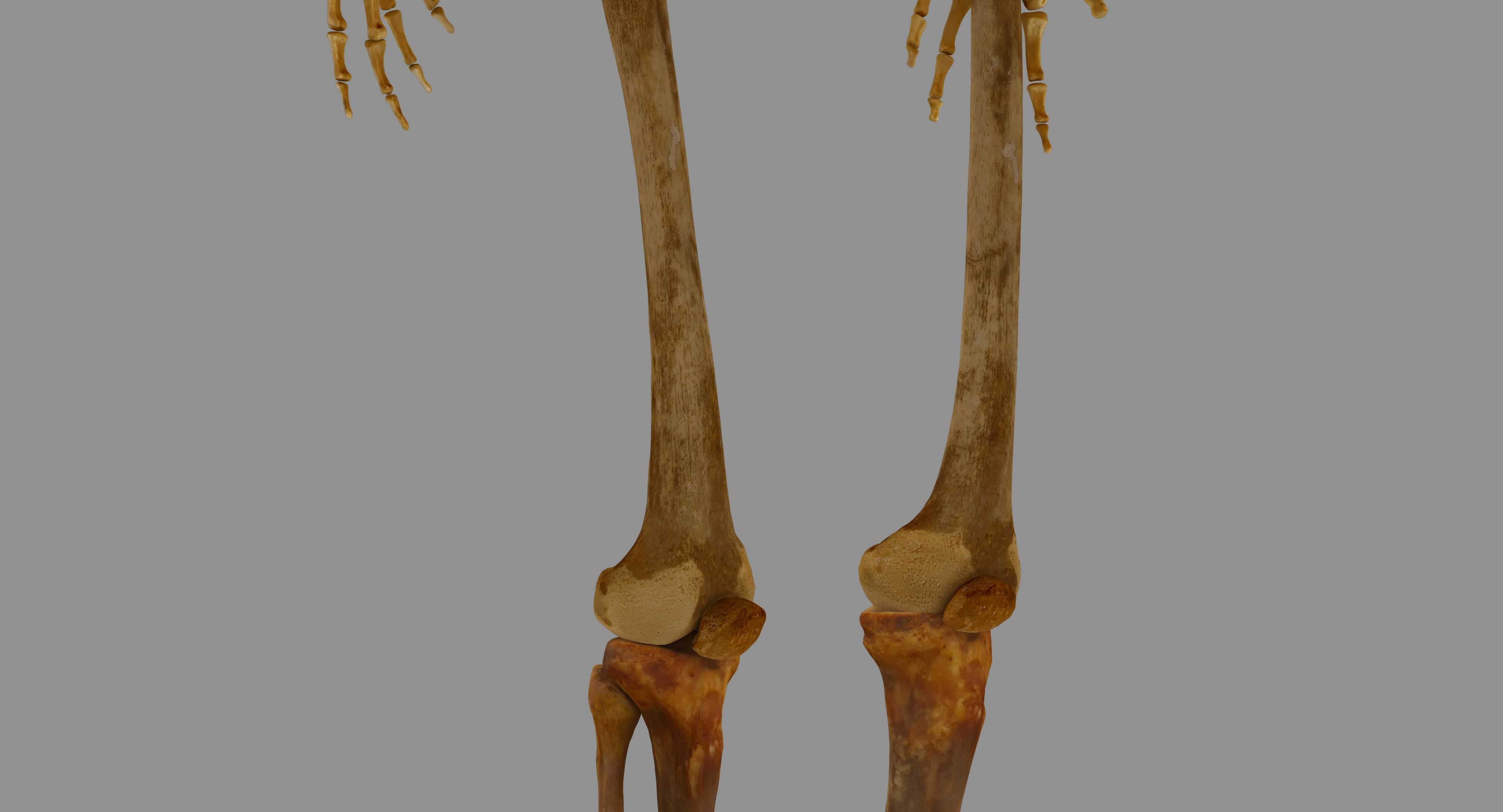 Human Skeleton Scanned Low-poly 3D model_21