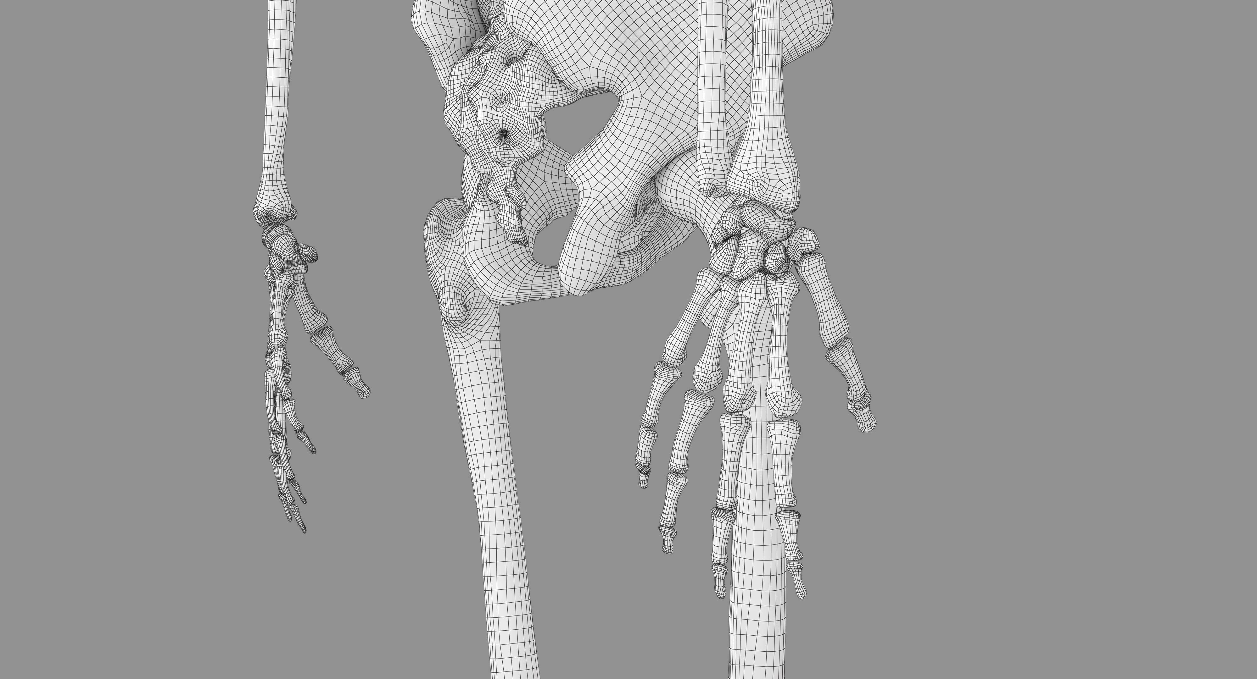Human Skeleton Scanned Low-poly 3D model_40