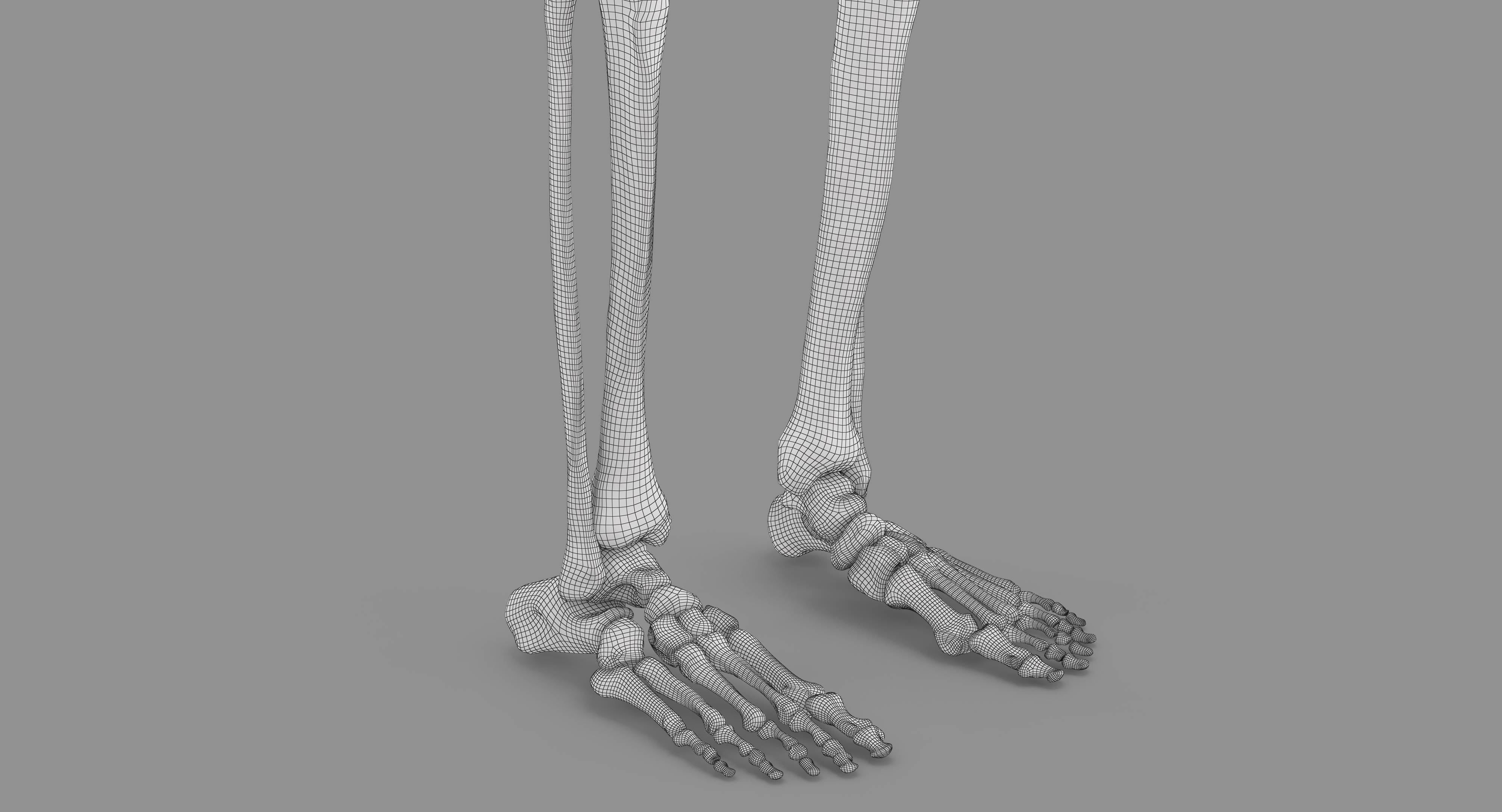 Human Skeleton Scanned Low-poly 3D model_24