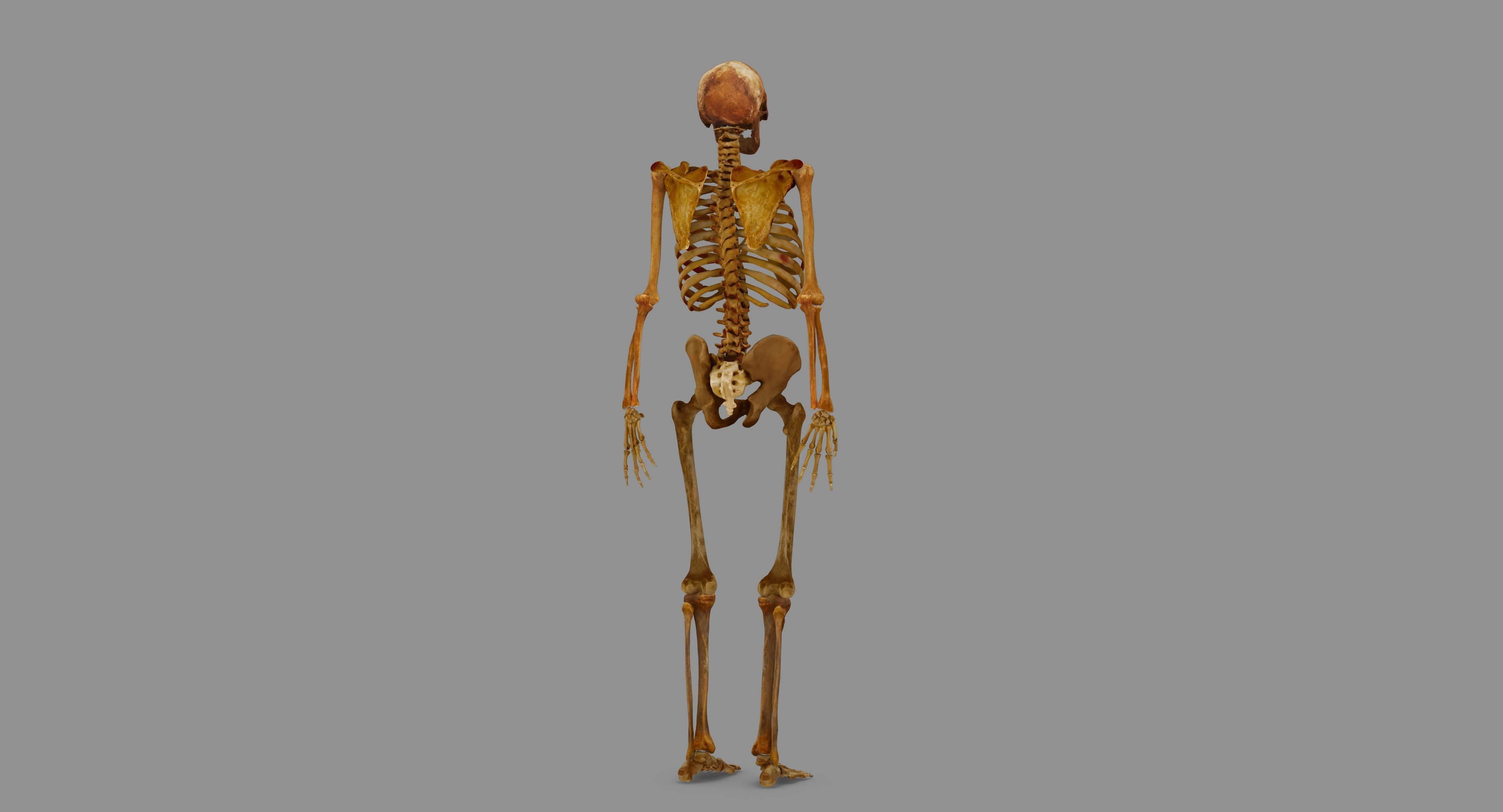 Human Skeleton Scanned Low-poly 3D model_105