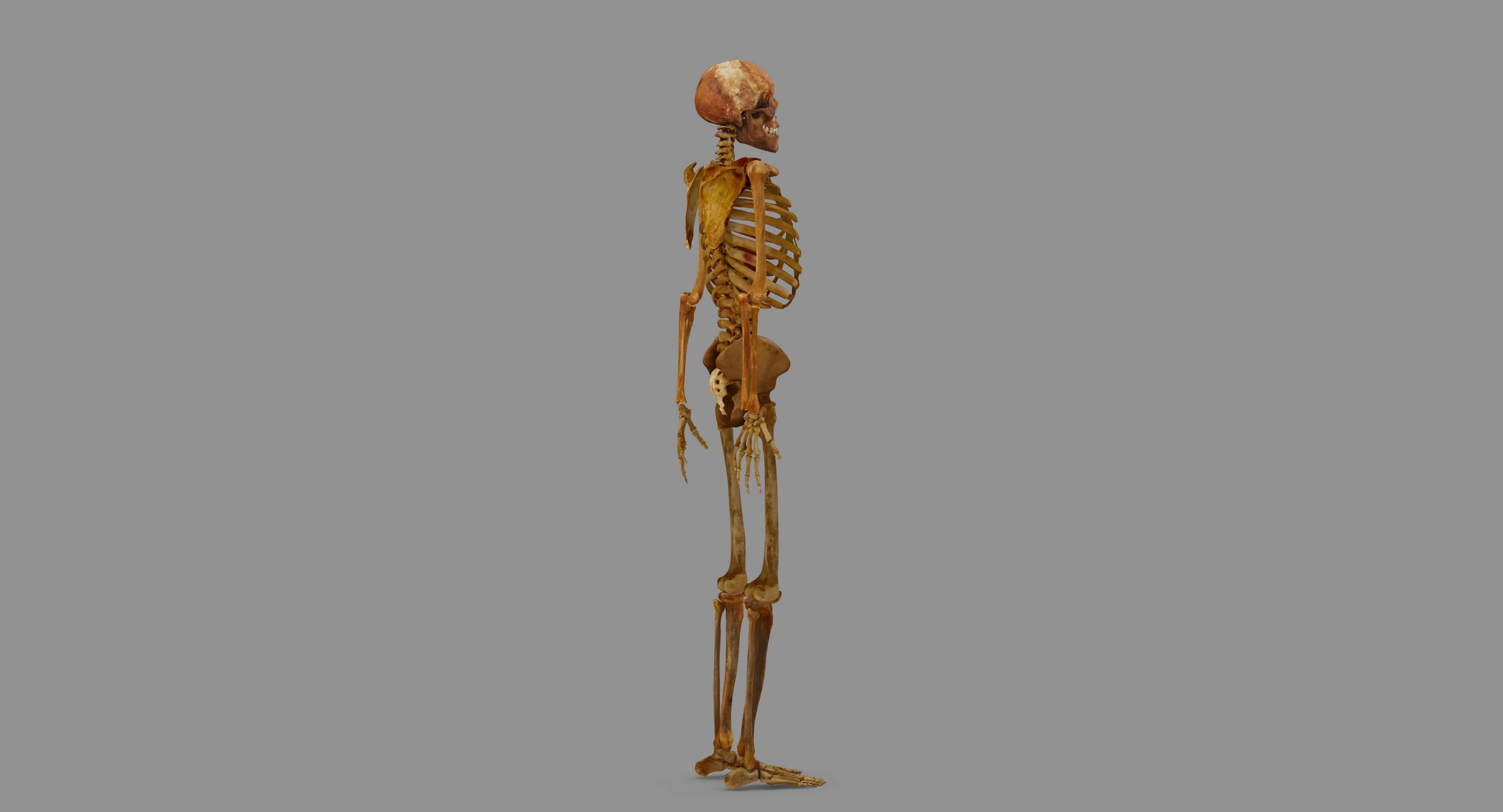 Human Skeleton Scanned Low-poly 3D model_99