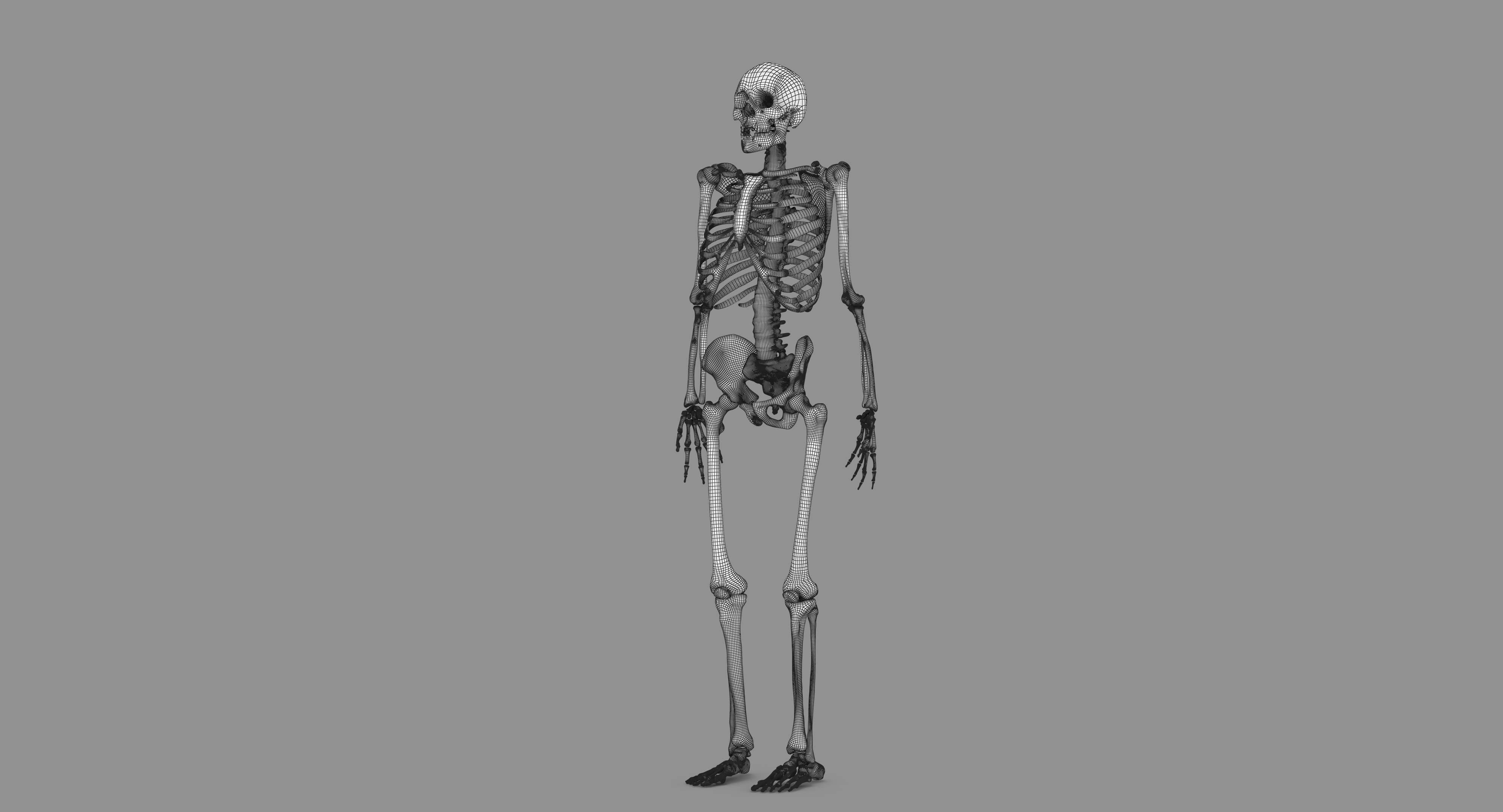 Human Skeleton Scanned Low-poly 3D model_128