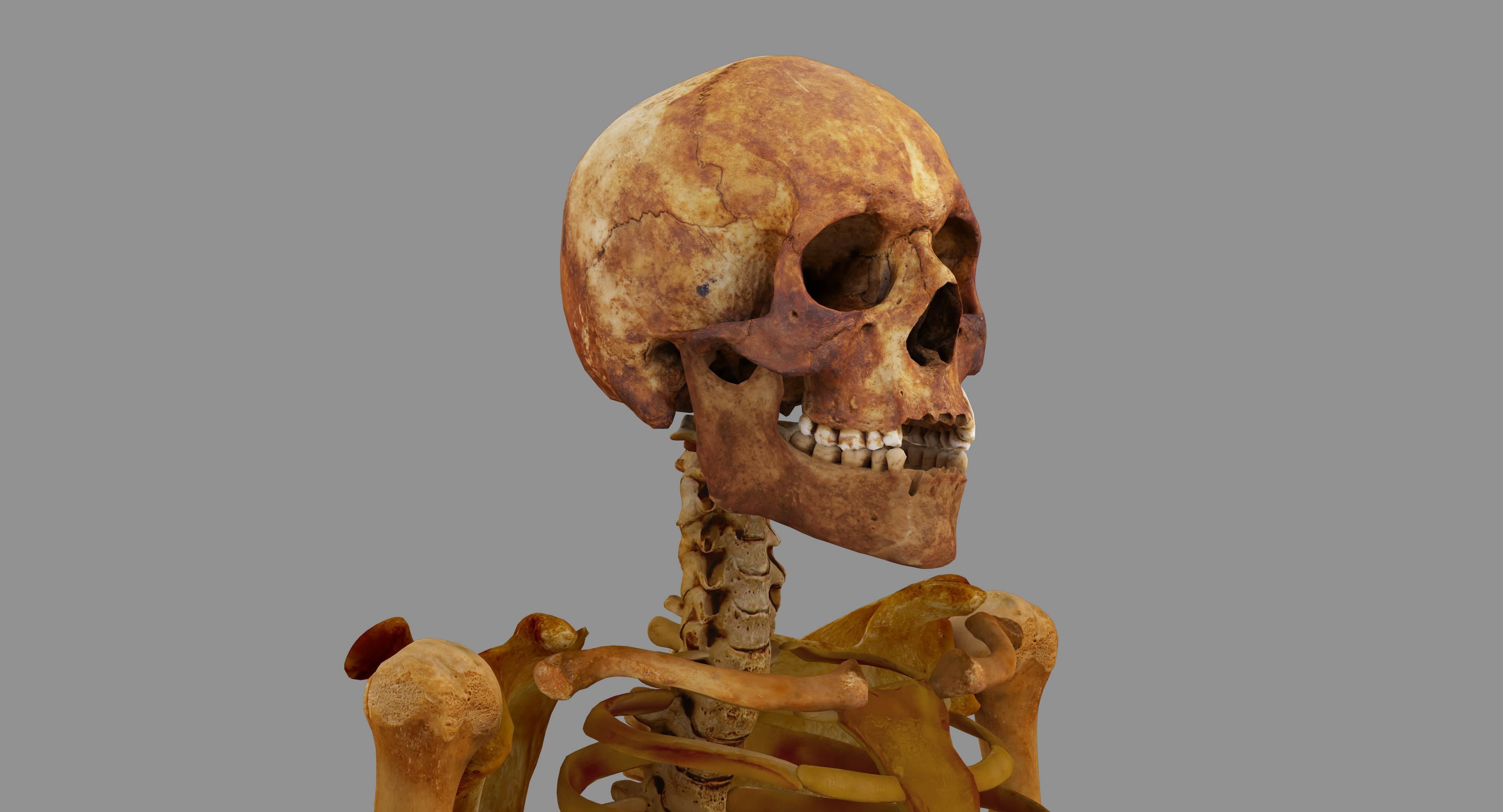 Human Skeleton Scanned Low-poly 3D model_15