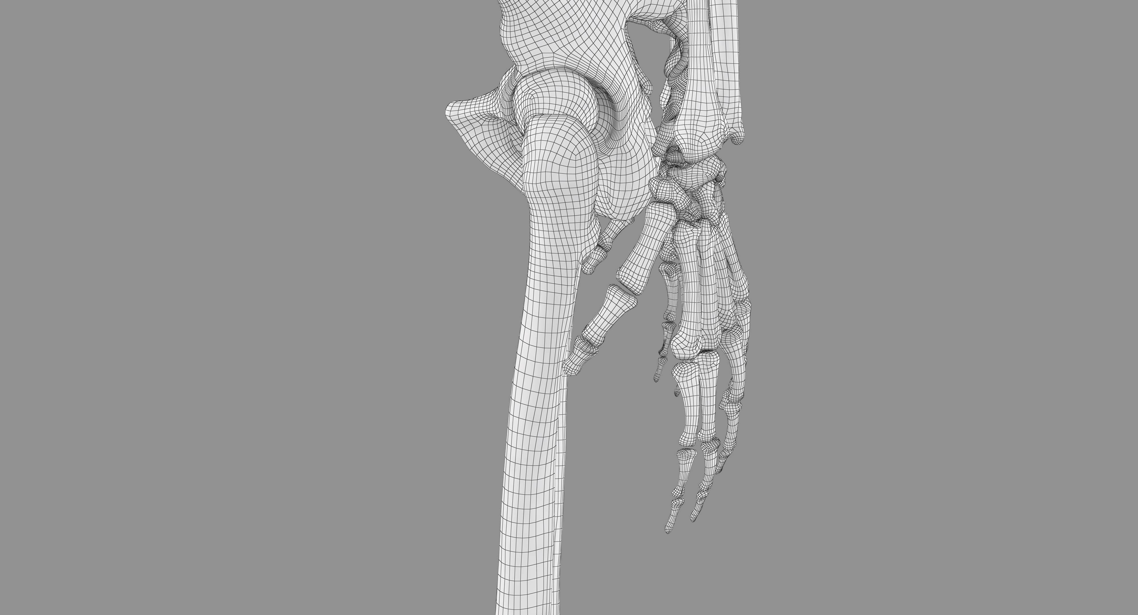 Human Skeleton Scanned Low-poly 3D model_70