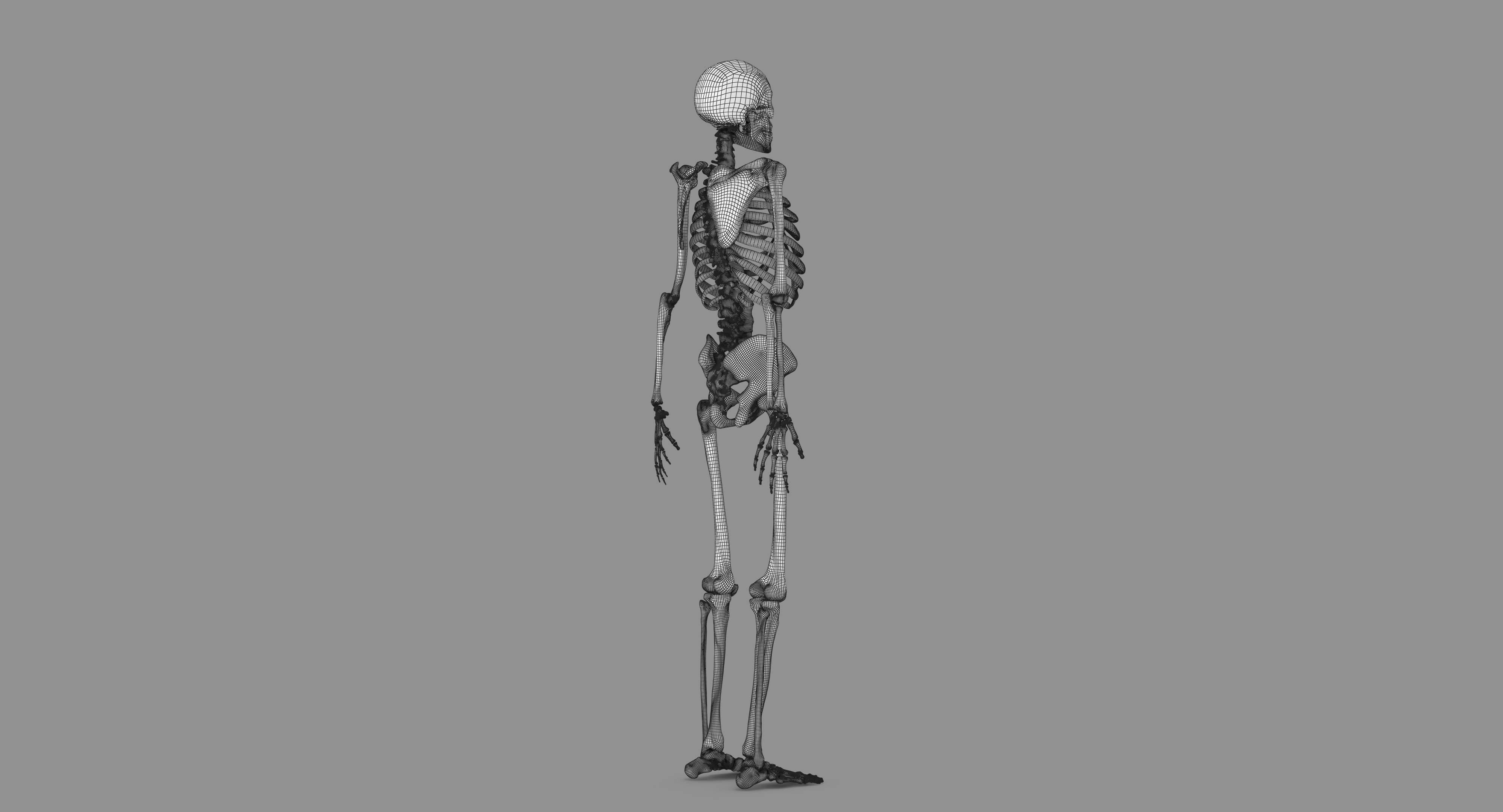 Human Skeleton Scanned Low-poly 3D model_102