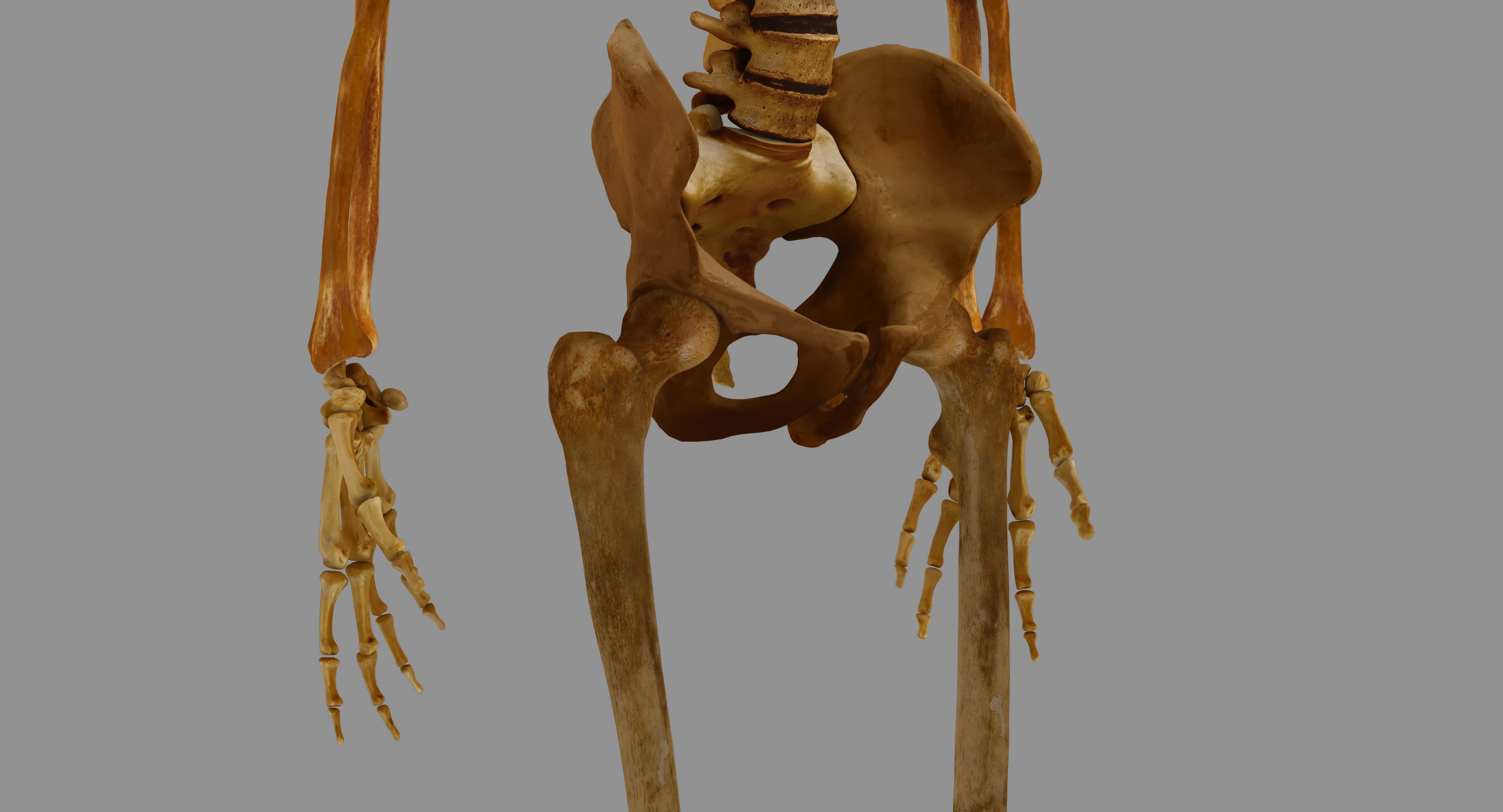 Human Skeleton Scanned Low-poly 3D model_19