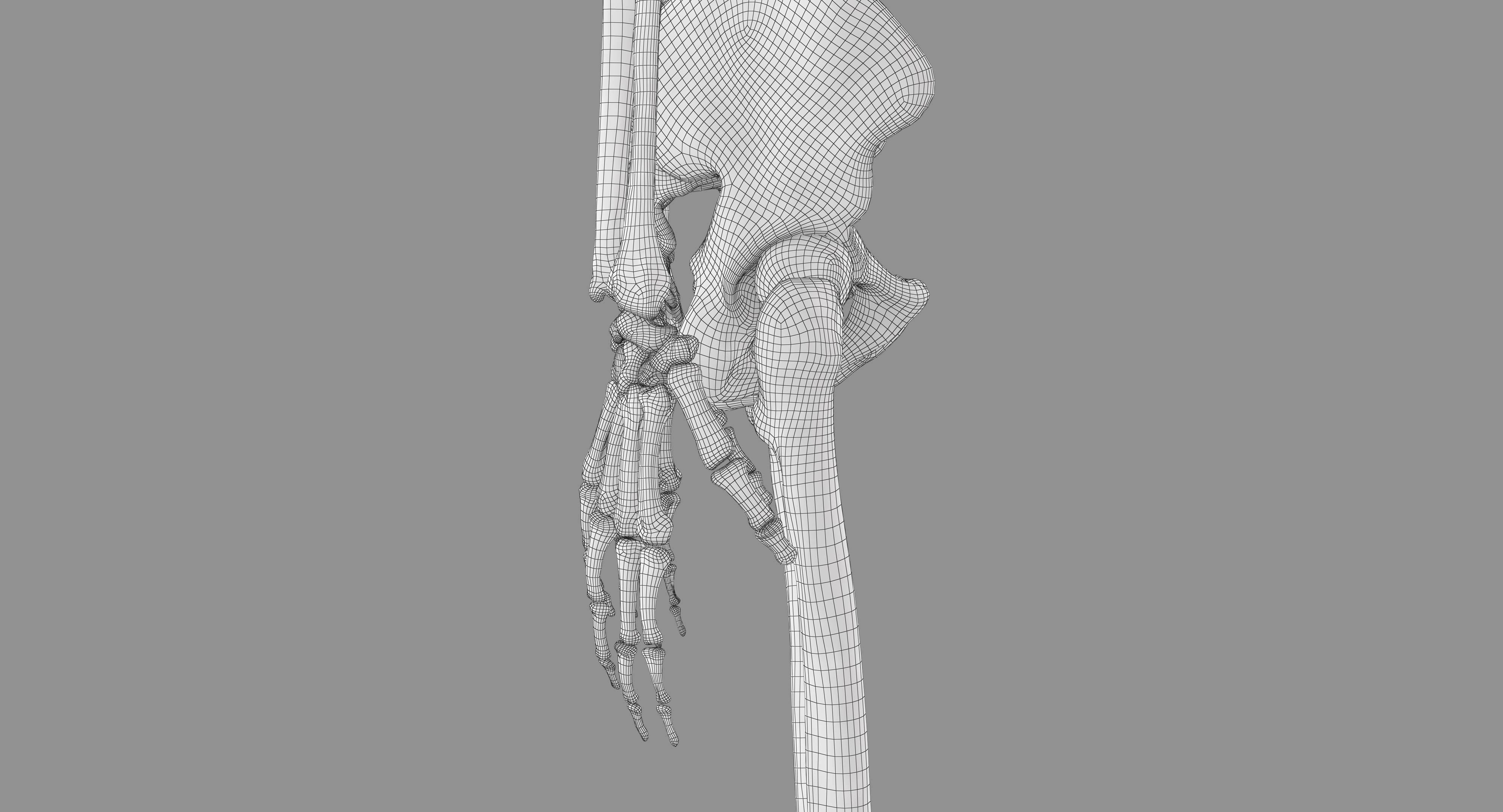 Human Skeleton Scanned Low-poly 3D model_30