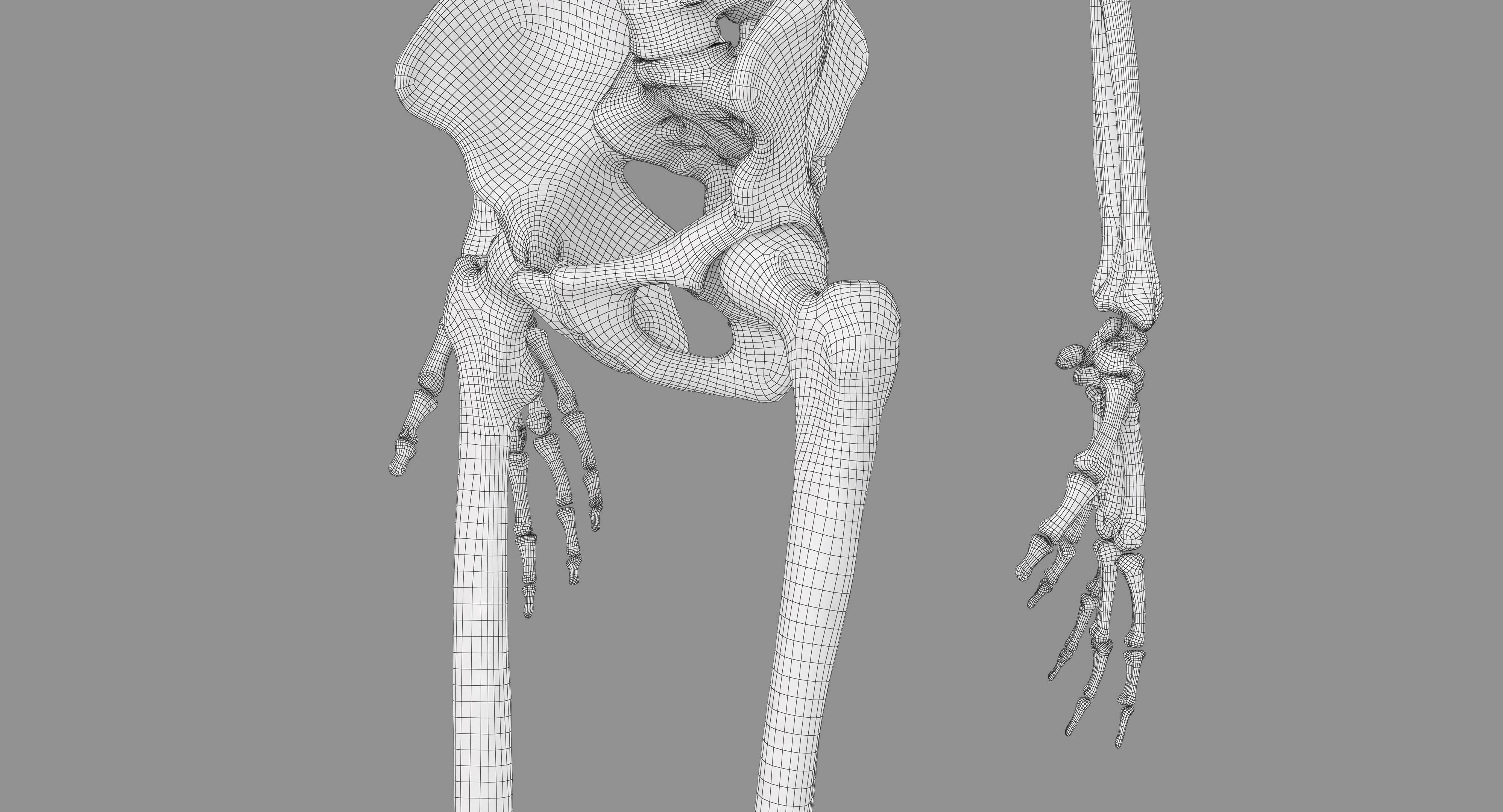 Human Skeleton Scanned Low-poly 3D model_80