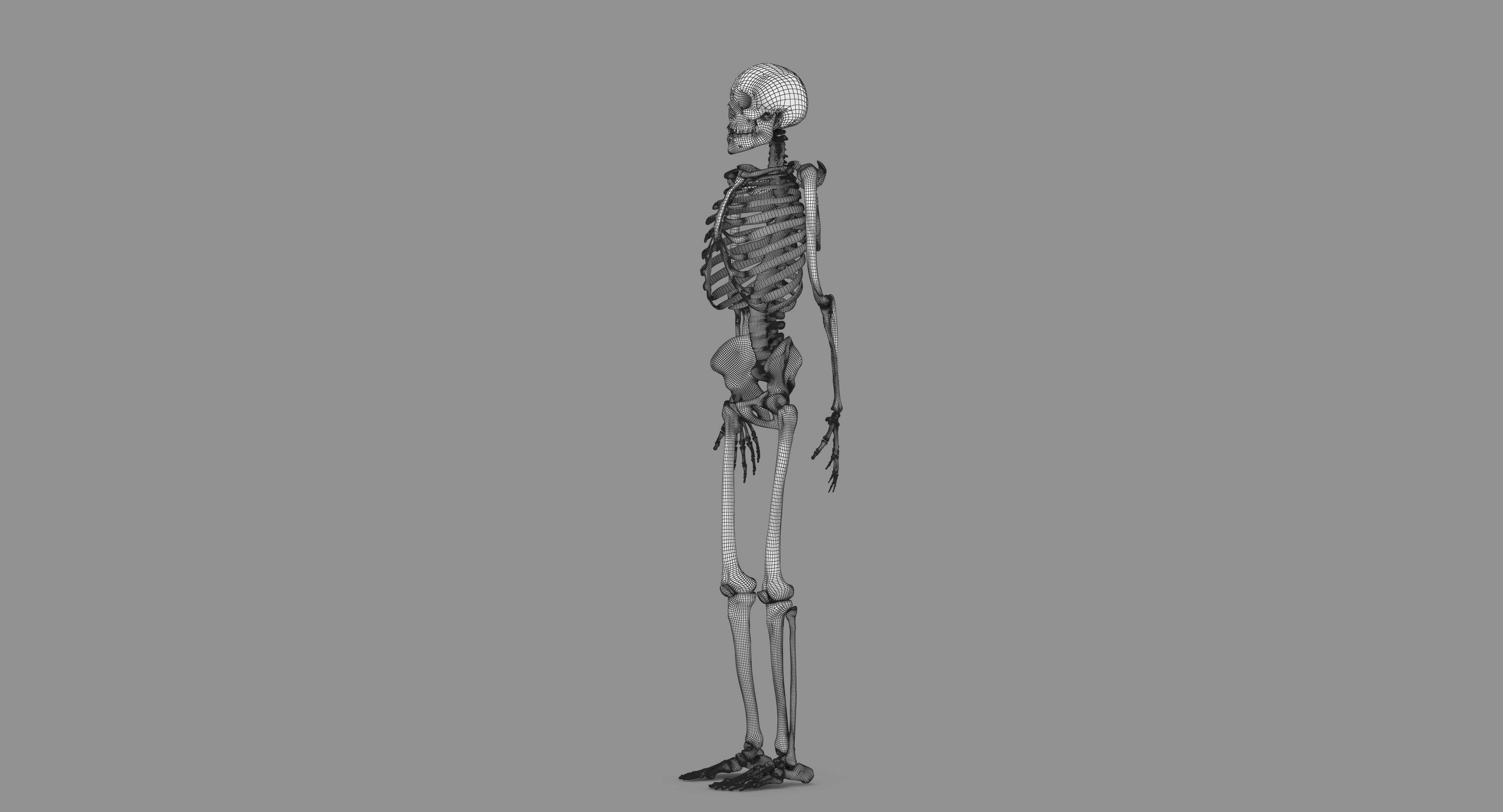 Human Skeleton Scanned Low-poly 3D model_124